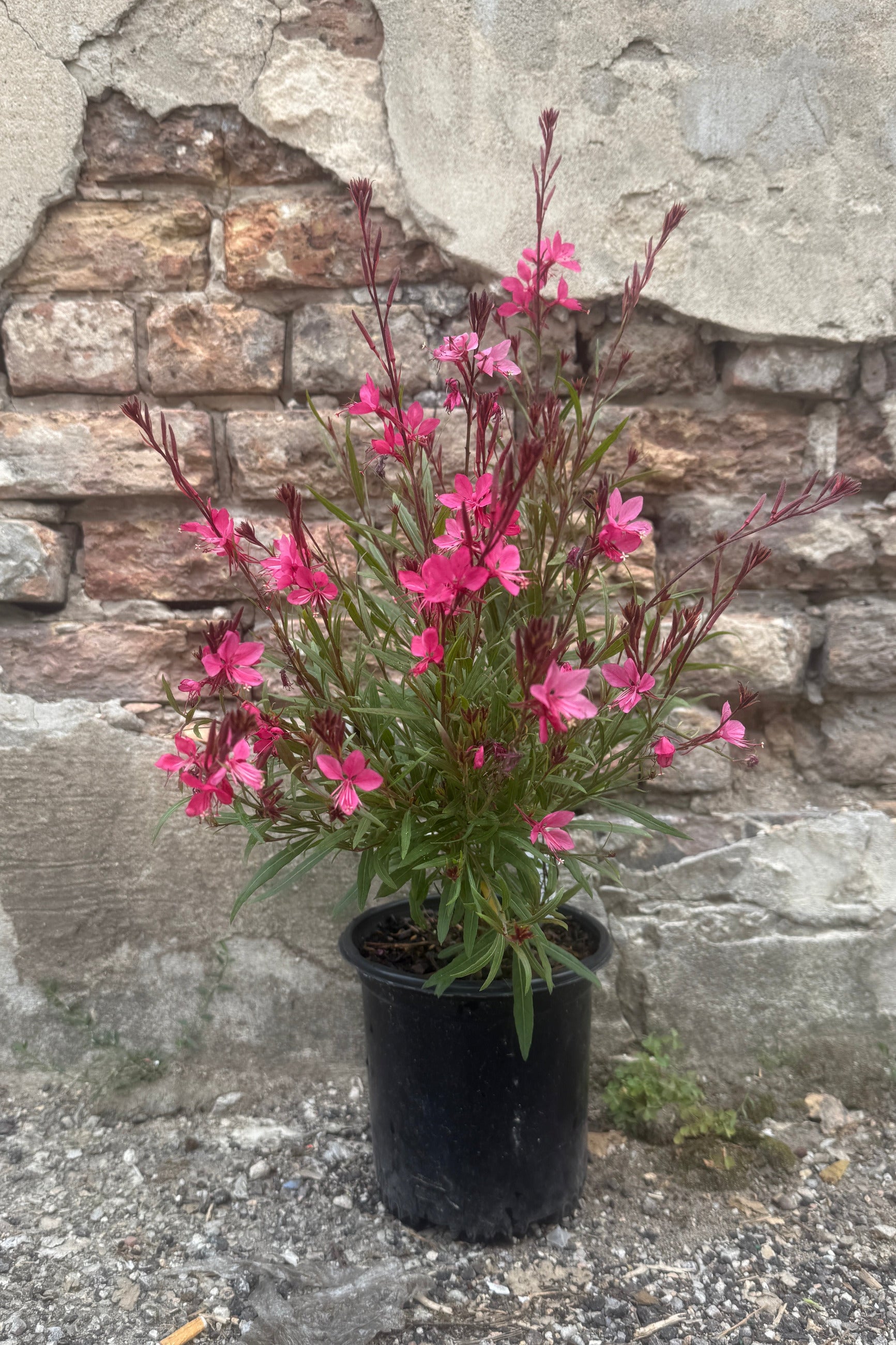 A potted pink flowering Gaura l. 'Belleza Dark Pink' #1 the end of July with green leaves and tall stems, shown in a black nursery pot against a rustic stone wall background. ©Sprout Home