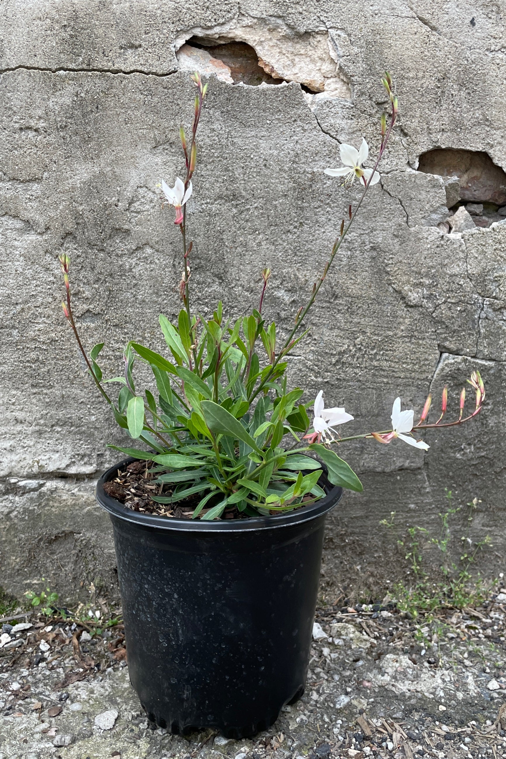 Gaura 'Whirling Butterflies' in a #1 growers pot with white flowers popping up above the foliage the end of May ©Sprout Home
