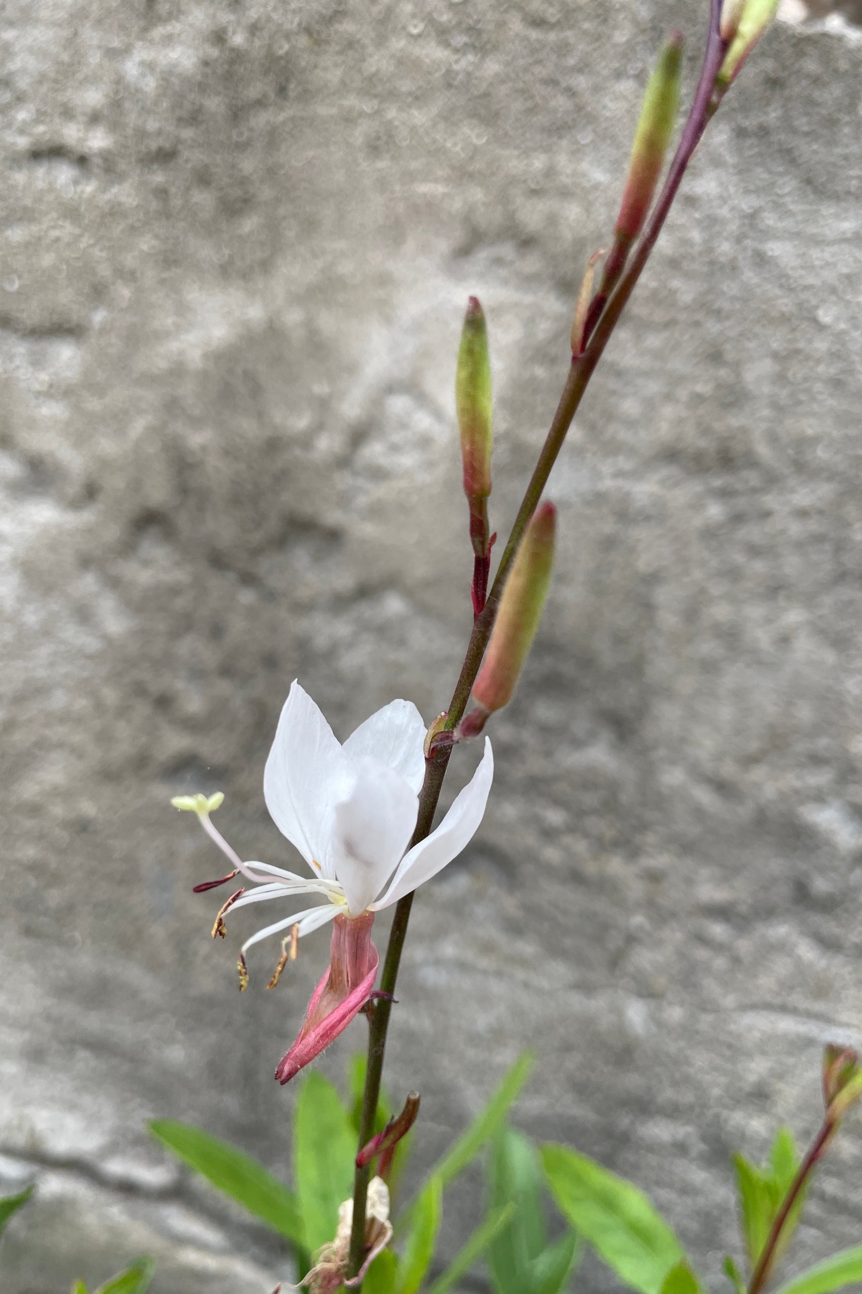 The open white flower of Gaura 'Whirling Butterflies' the end of May at Sprout Home. ©Sprout Home