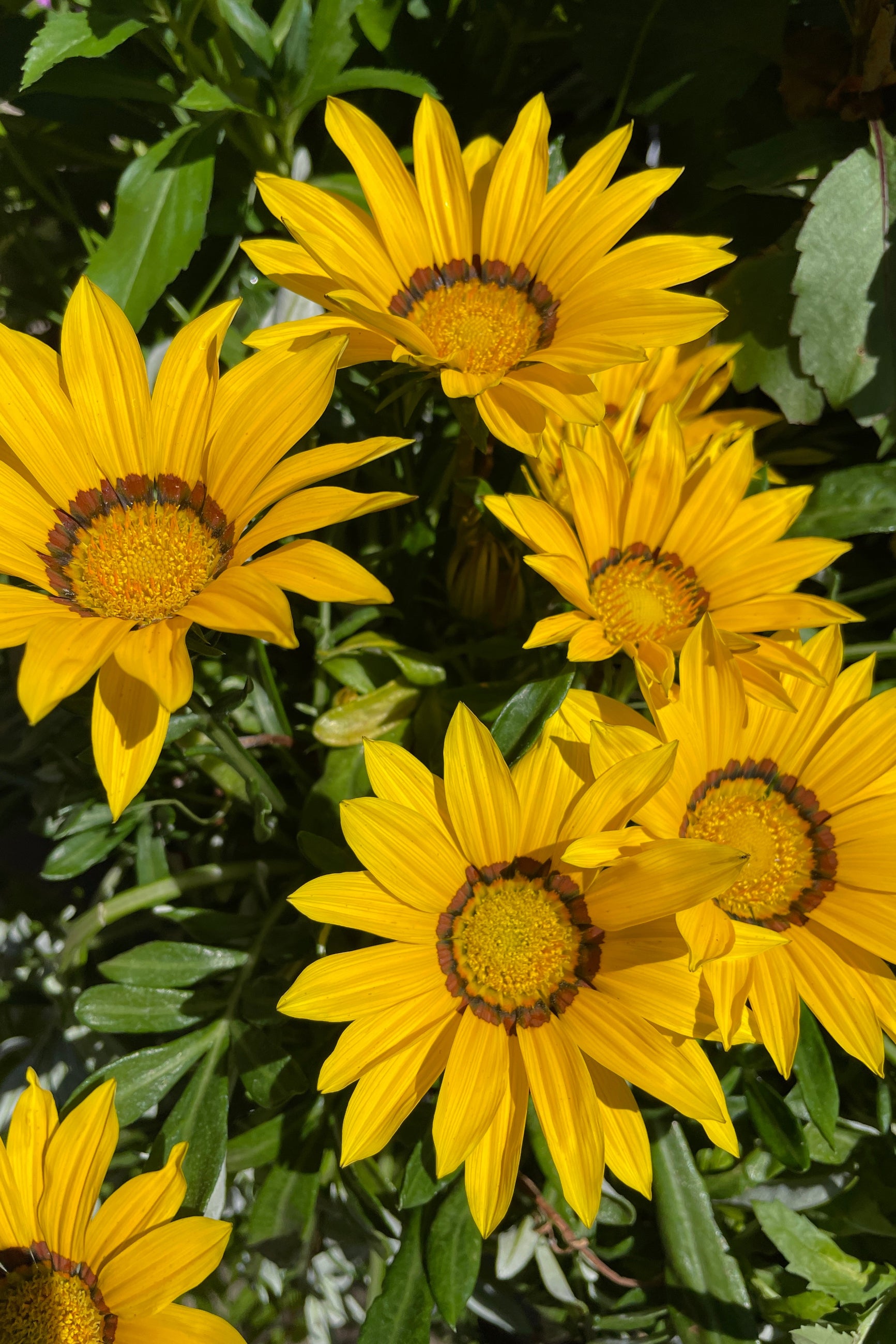 A bright yellow Gazania flower in bloom middle of June at Sprout home up close. ©Sprout Home