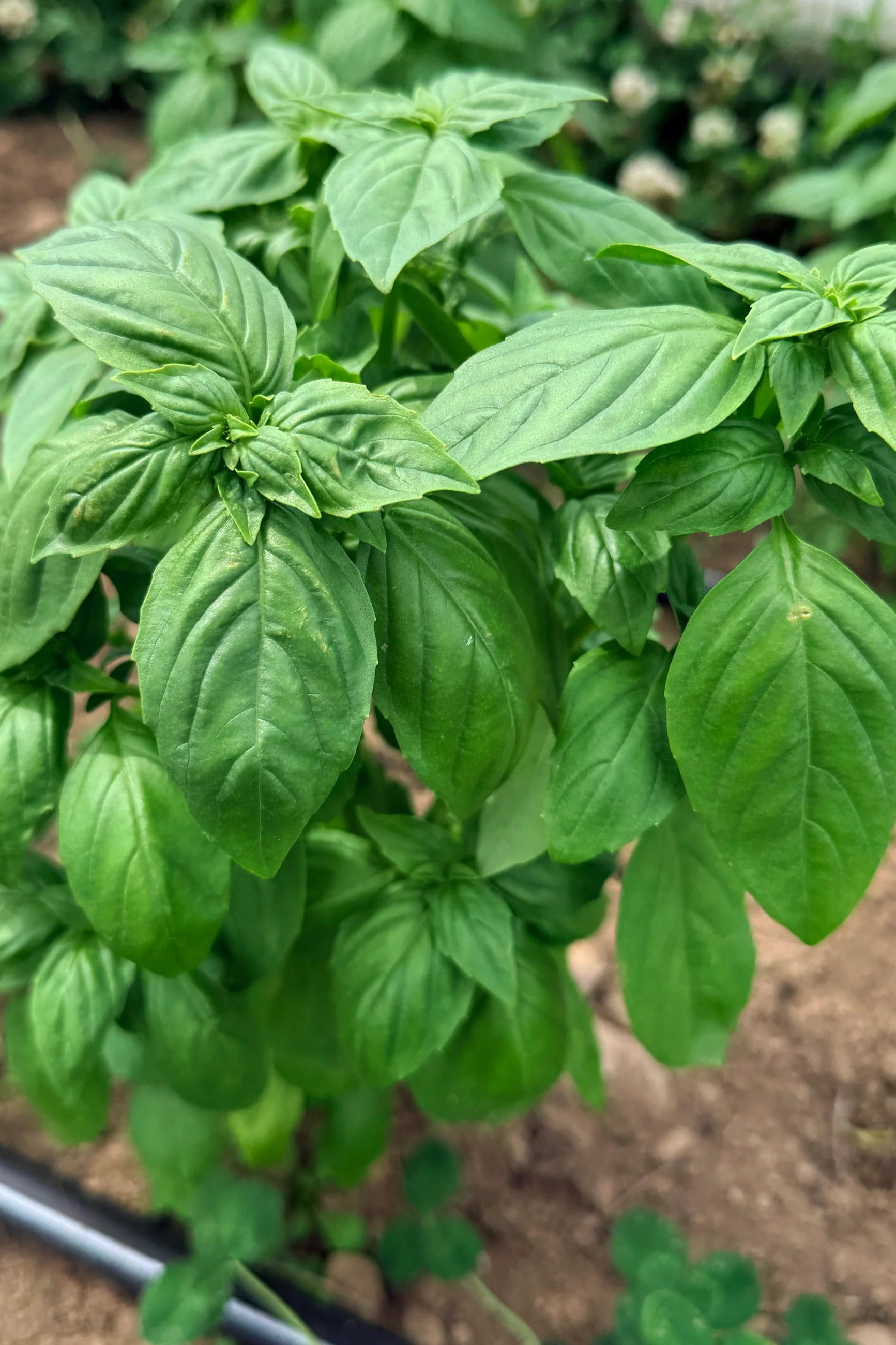 Genovese Basil bunch ©Hudson Valley Seed Co.