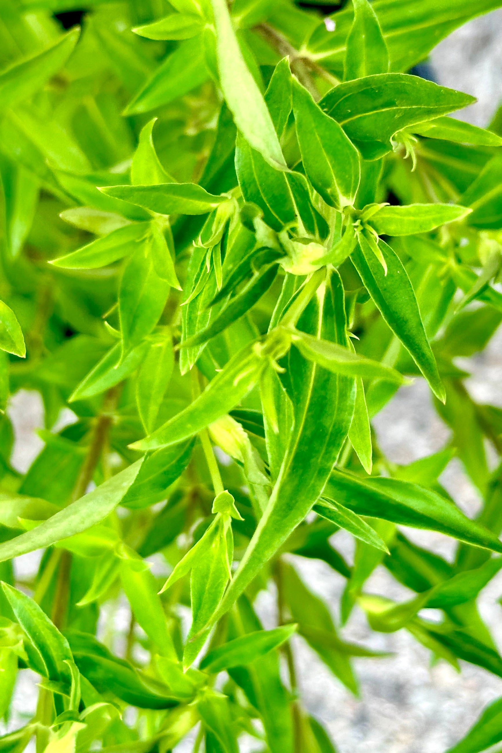 close up of the green lance shaped leaves of the Gentiana 'True Blue' the beginning of June. ©Sprout Home
