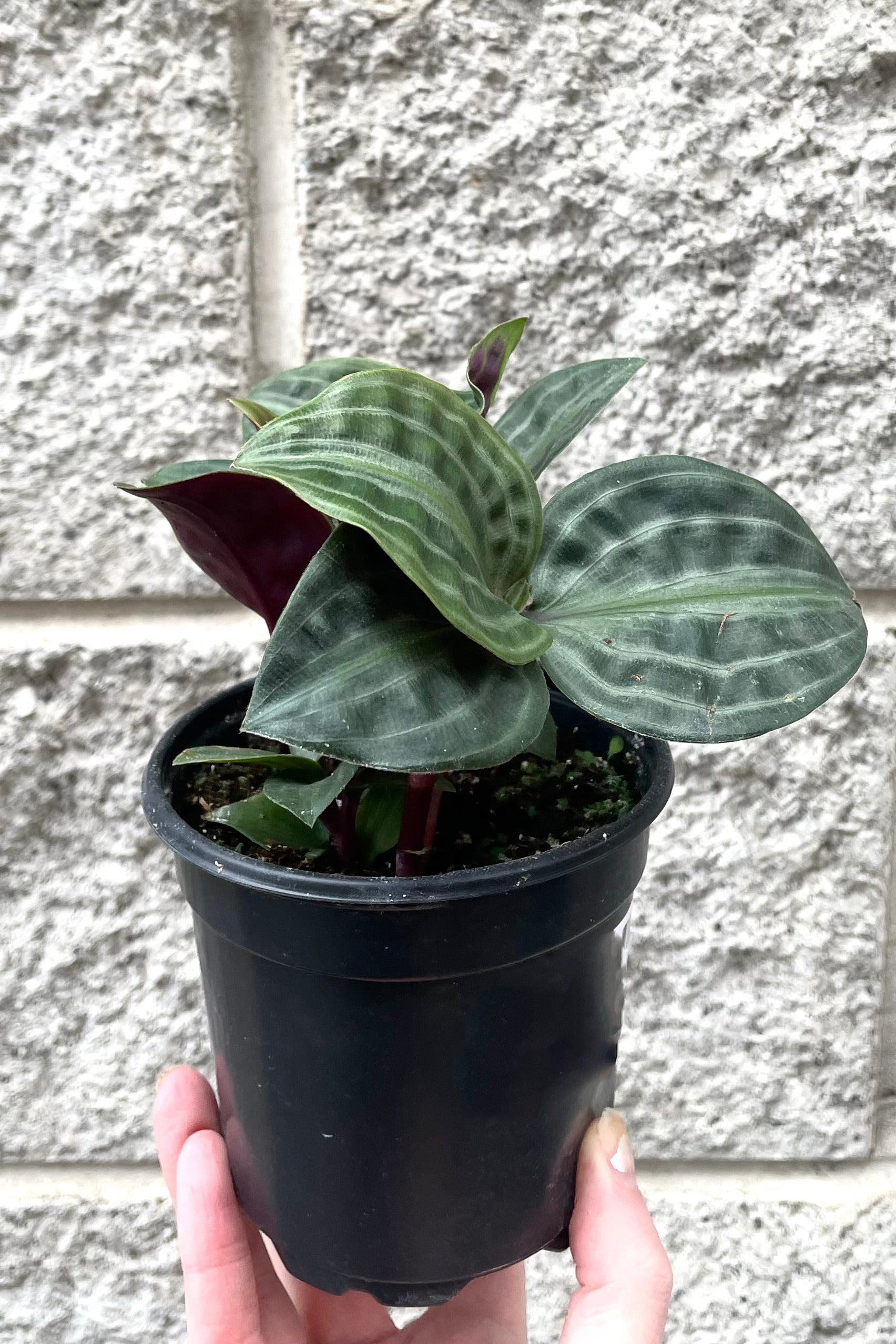 A hand holds Geogenanthus poeppigii 4" in grow pot against concrete backdrop ©Sprout Home