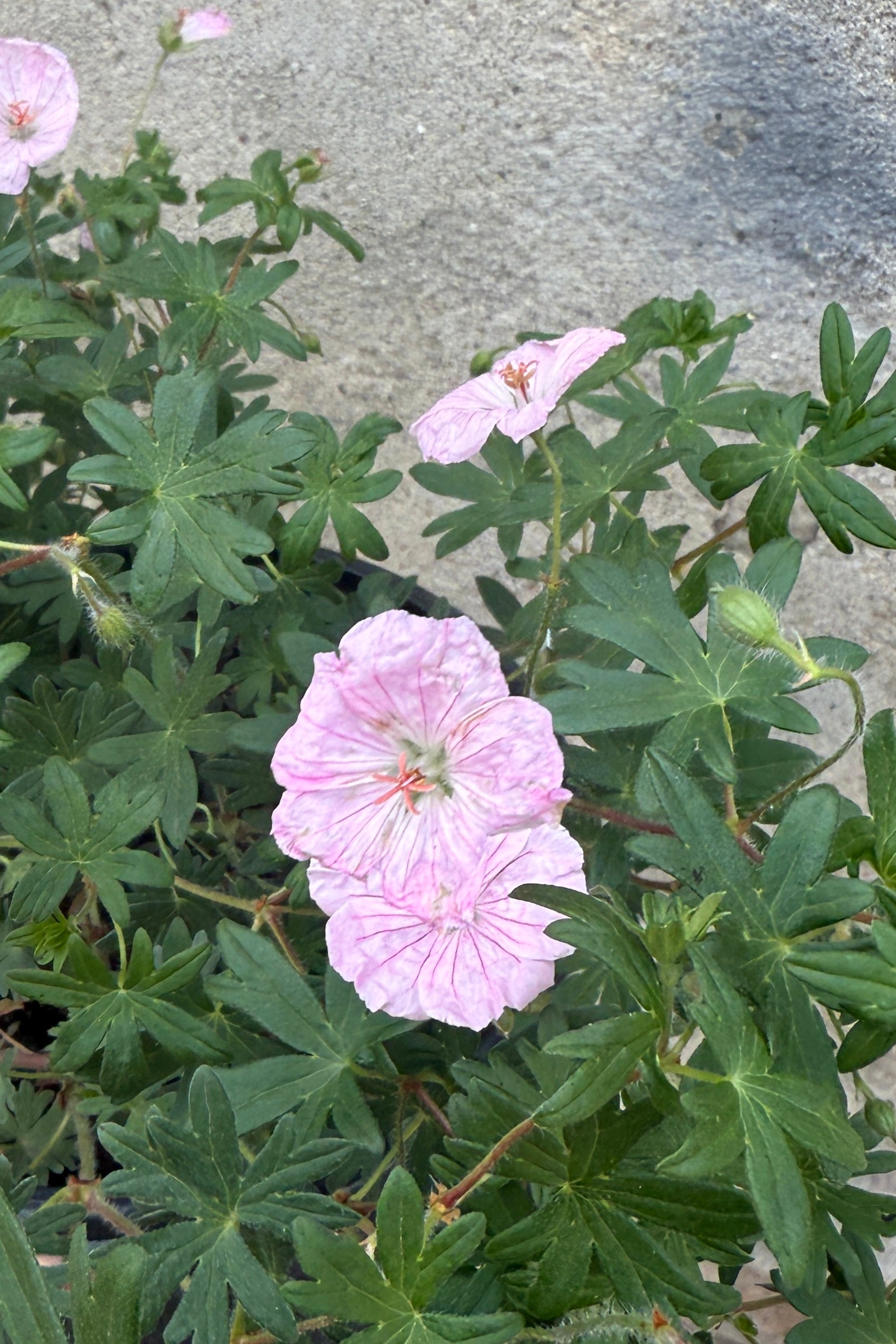 Geranium sanguineum striatum the middle of June in bloom and up close ©Sprout Home
