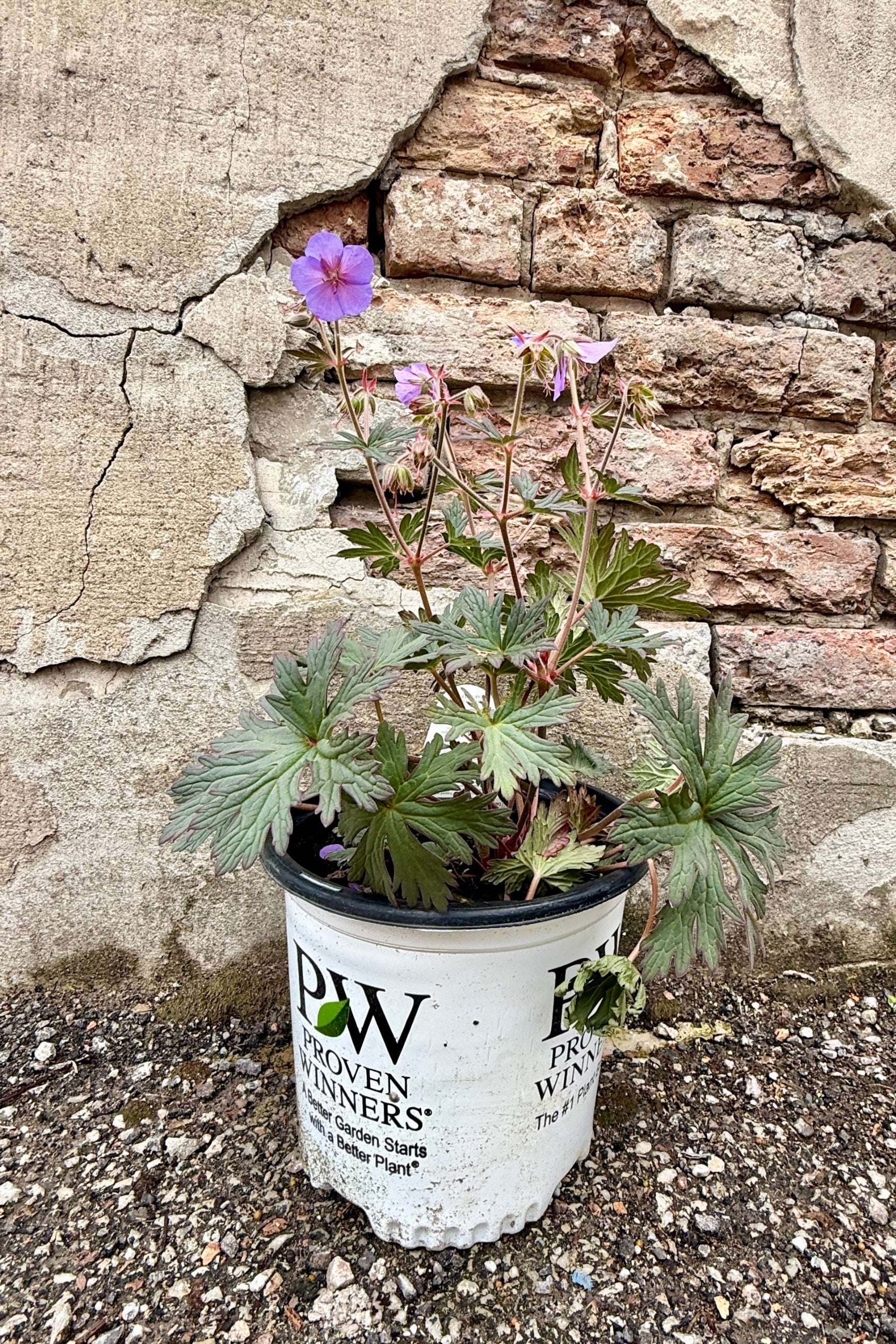 Potted Geranium 'Boom Chocolatta' plant in a with purple flowers in a white container labeled 'Proven Winners' against a textured stone wall. ©Sprout Home
