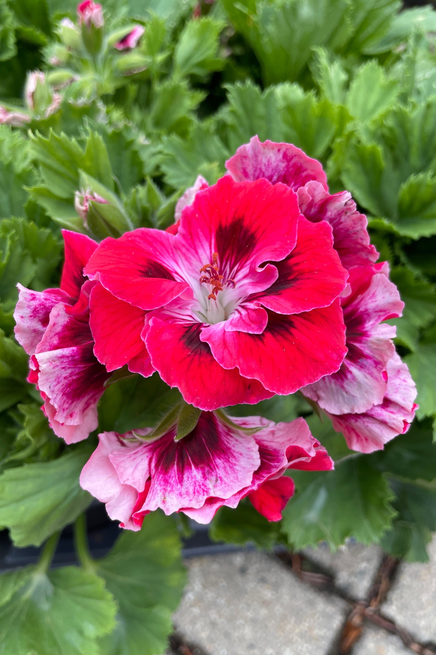 A detail of the bright red and maroon flowers on the Geranium regal 'Elegance Red Velvet' annual at Sprout Home. ©Sprout Home