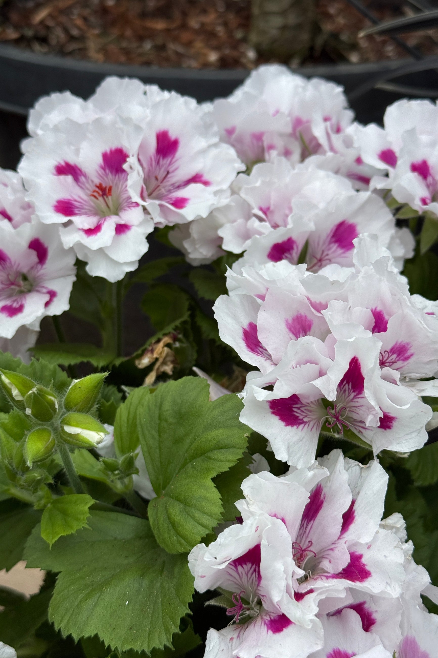Regal Geranium 'Elegance Royalty White' up close in April with its white and pink bi color flowers ©Sprout Home