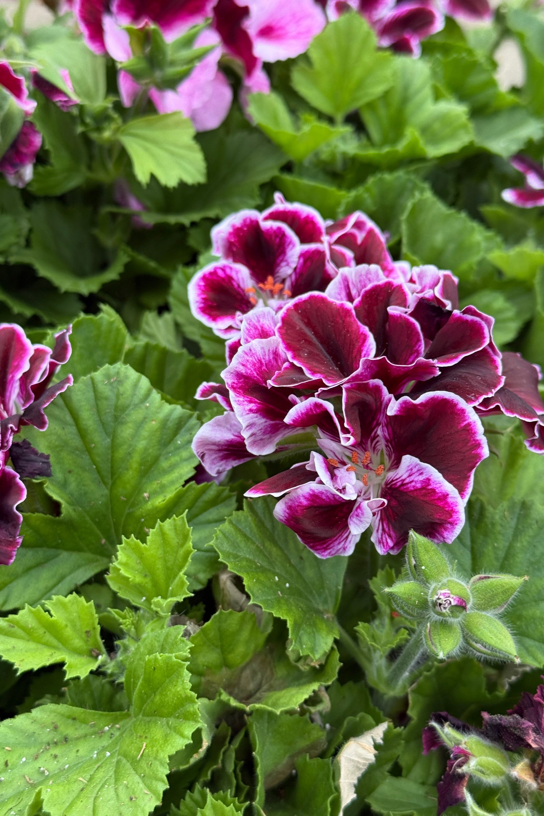 Regal Geranium 'Elegance Imperial' up close with its bicolor flowers of burgundy and white ©Sprout Home