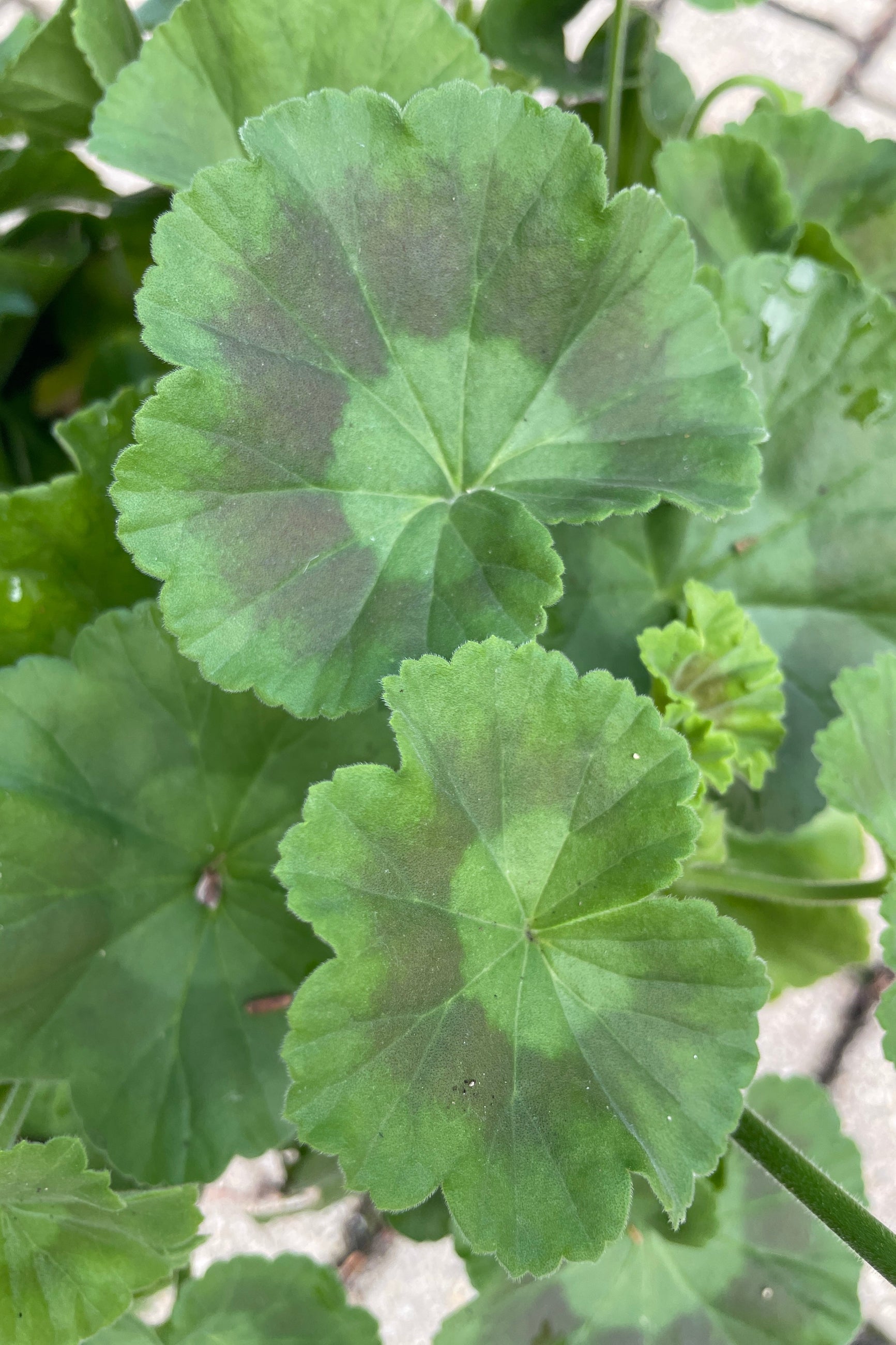 geranium leaves mid May up close at Sprout Home. ©Sprout Home
