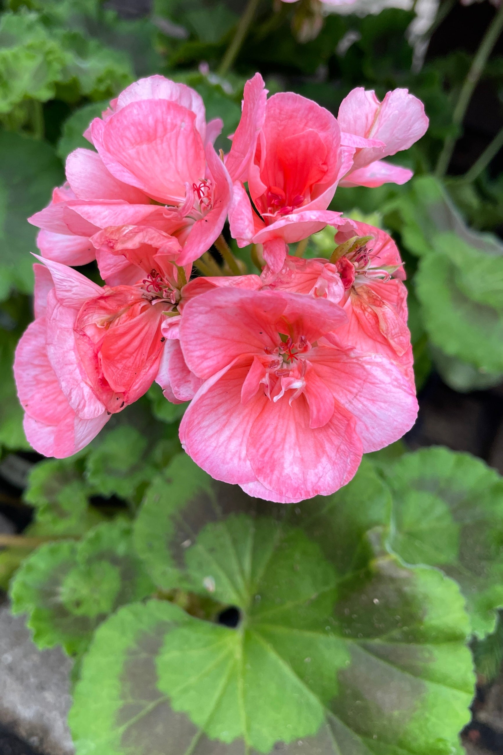 'American Salmon' Geranium in bloom and up close showing its salmon grouped flowers. ©Sprout Home