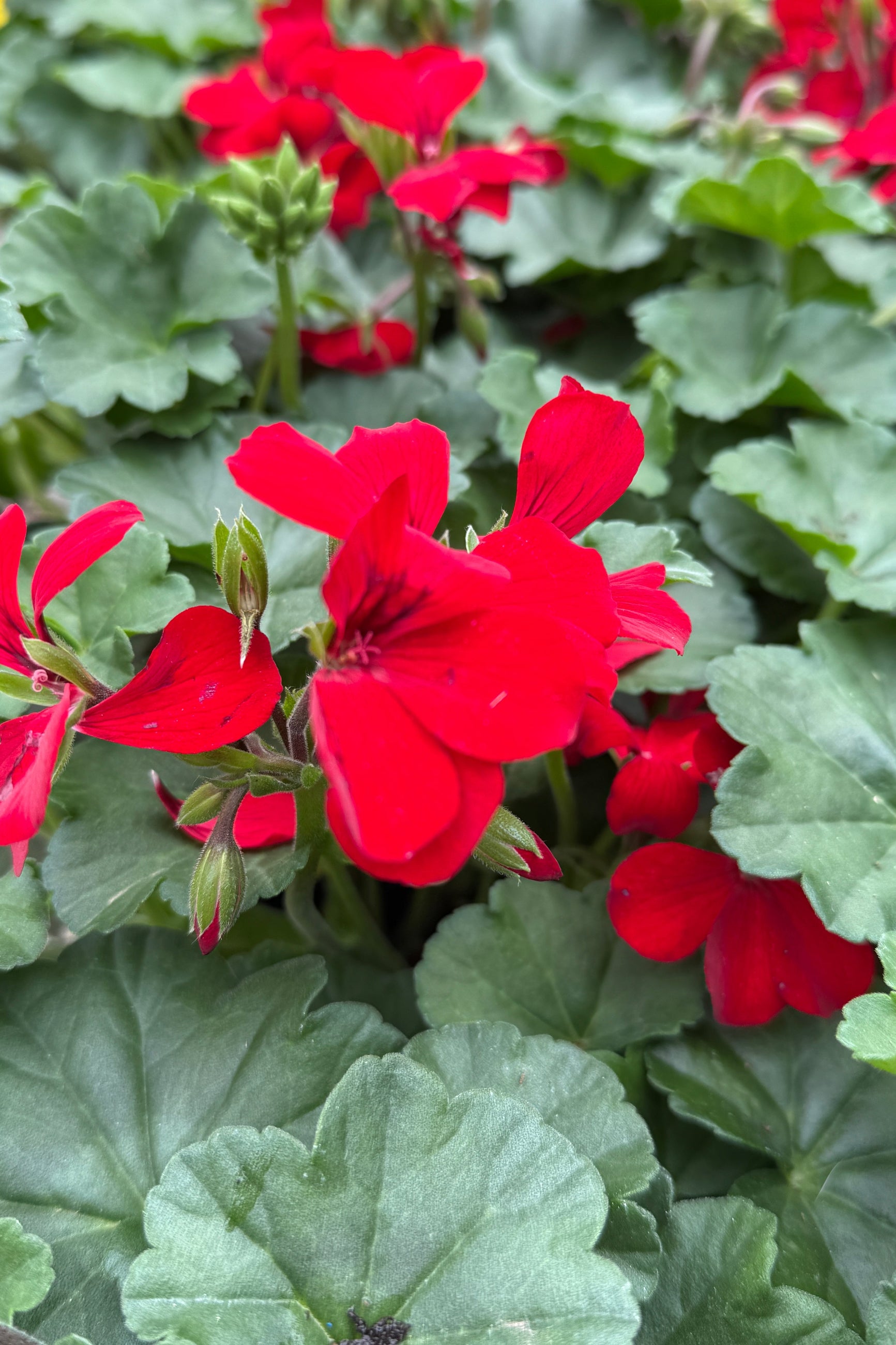 Geranium 'Caliente Fire' the beginning of May with its deep red flowers ©Sprout Home