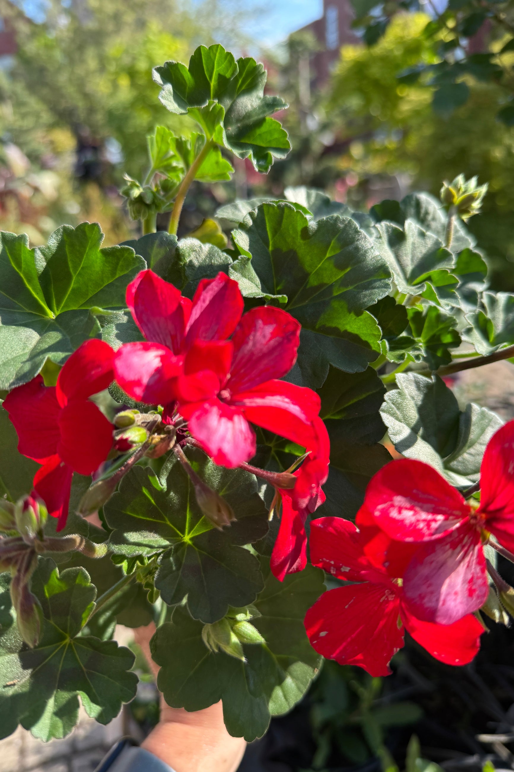 Geranium 'Caliente Fire' red flowers up close the middle of May ©Sprout Home