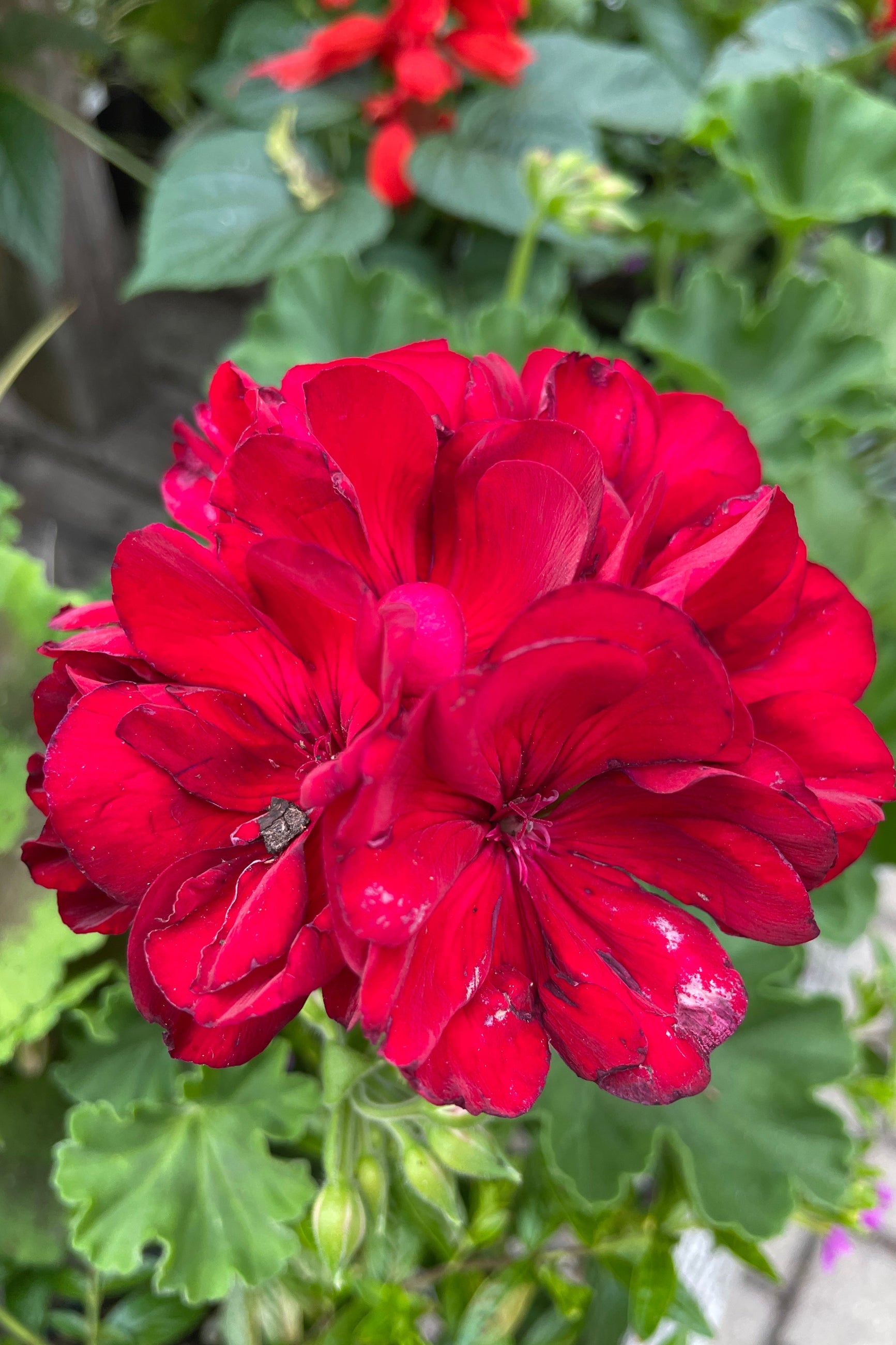 the red flower of the Geranium 'Calliope Medium Dark Red Green Leaf' in bloom mid May ©Sprout Home