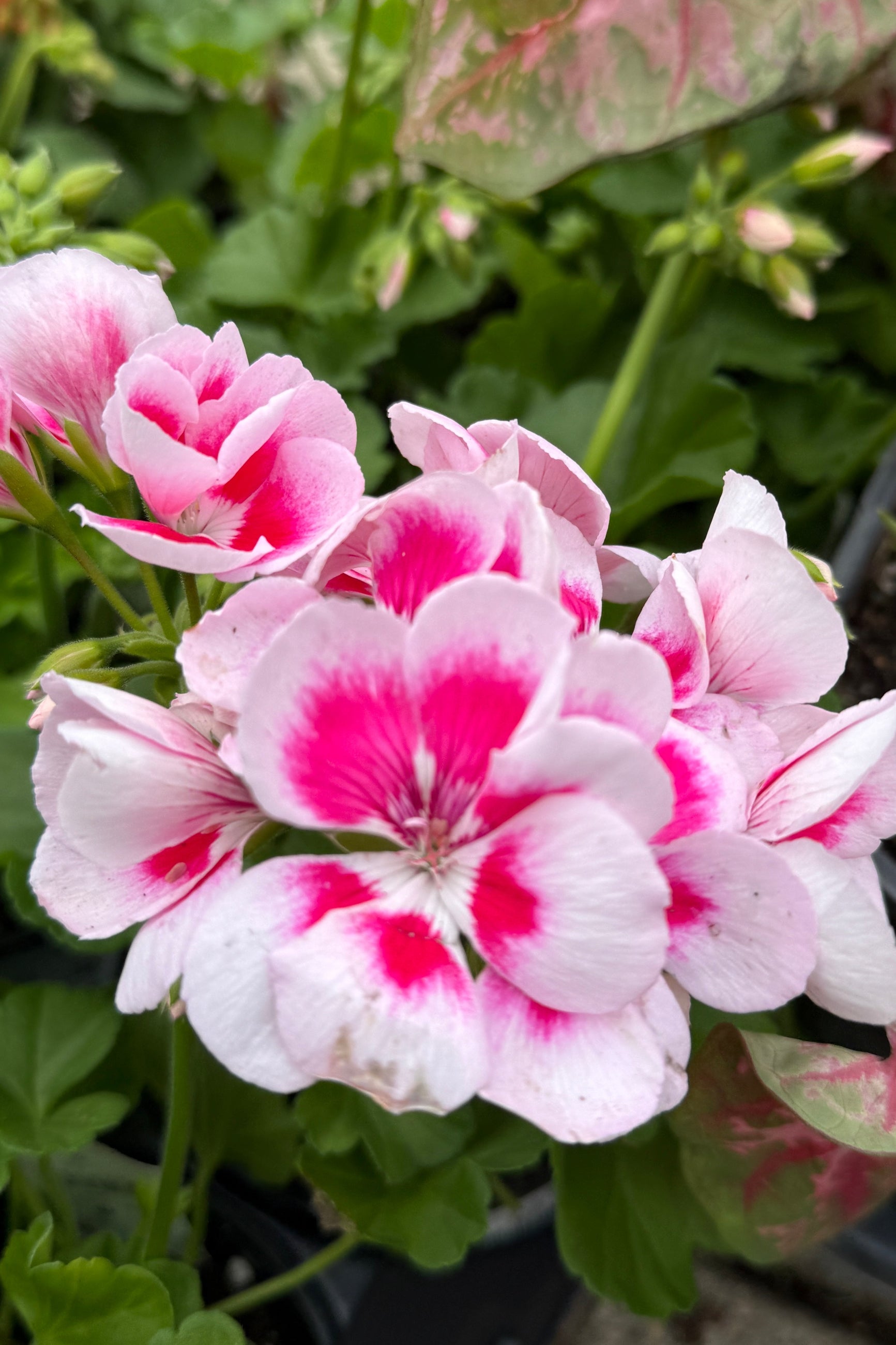 Geranium 'Maestro Idols Light Pink Parfait' the beginning of May ©Sprout Home