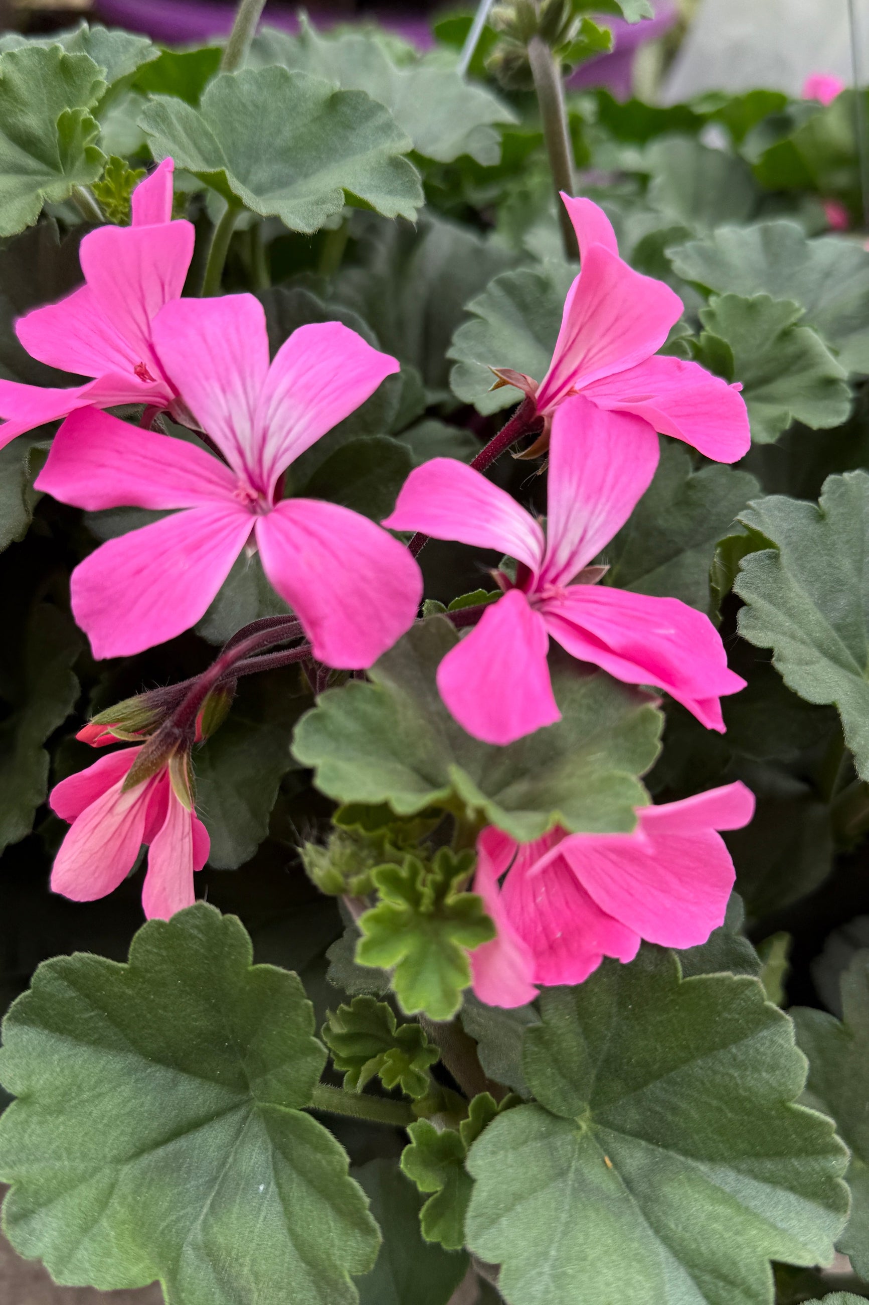 Geranium 'Caliente Pink' ivy the beginning of May ©Sprout Home