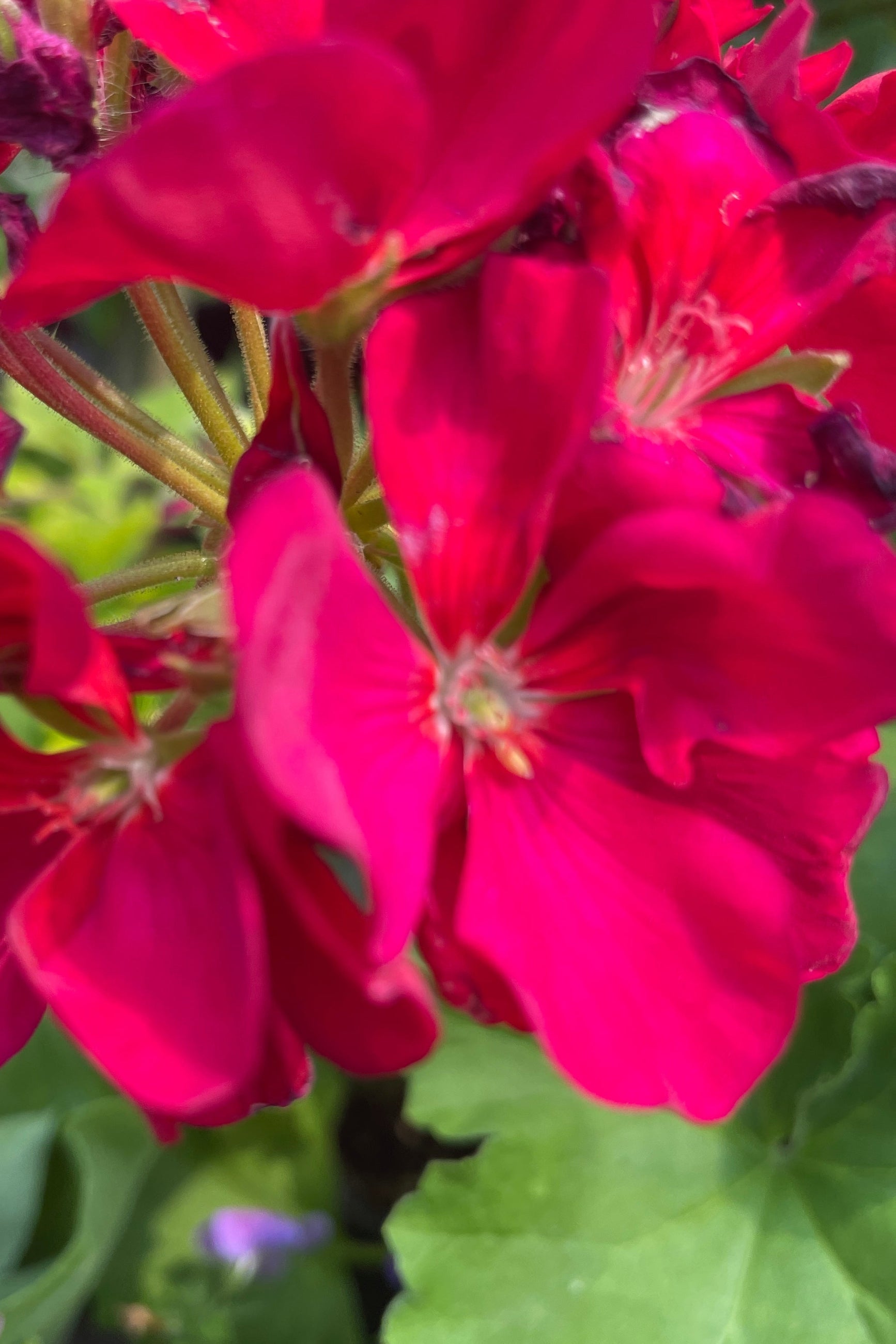 Geranium 'Patriot Bright Violet' in bloom and up close showing the bright fushsia flowers mid June. ©Sprout Home