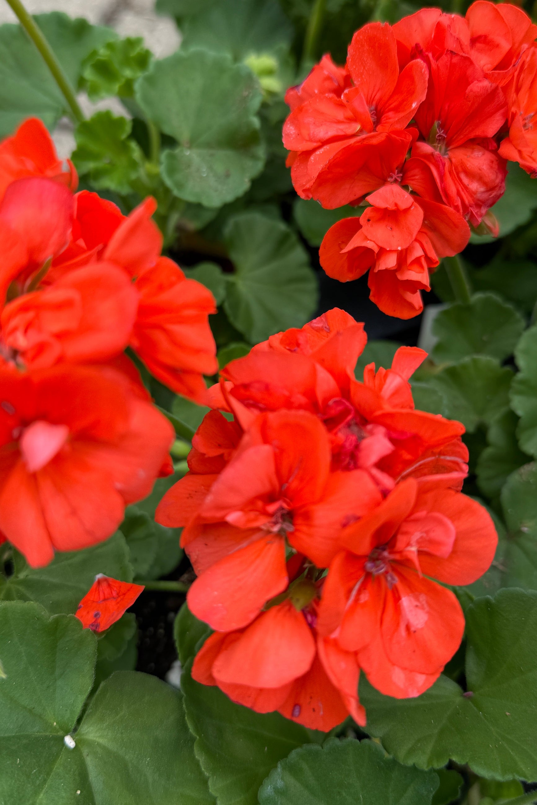 Geranium 'Patriot Orange' the beginning of May ©Sprout Home