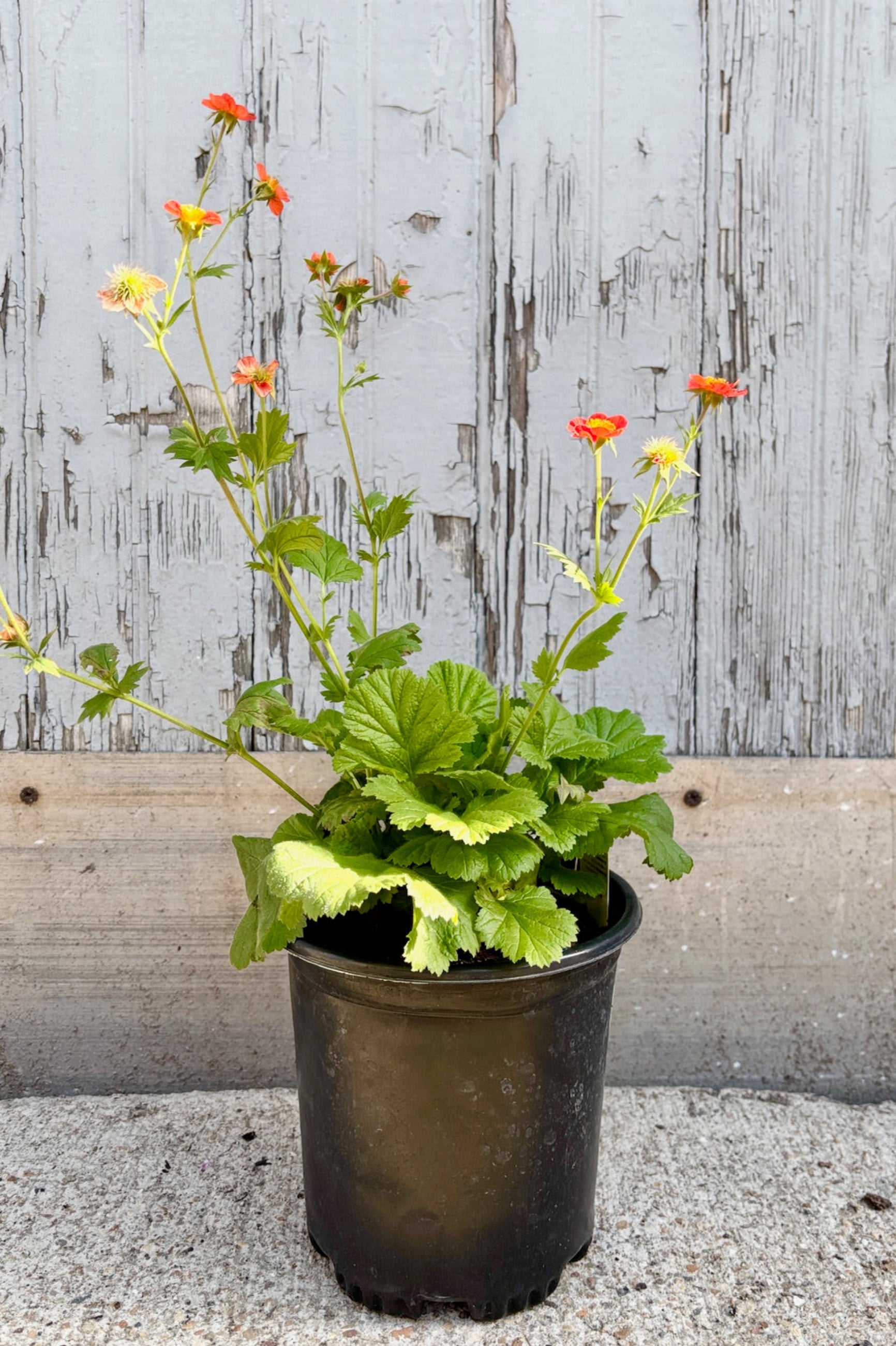 Small orange flowers float on top of long vertical stems above a nest of scalloped green leaves on Geum 'Cooky' ©Sprout Home
