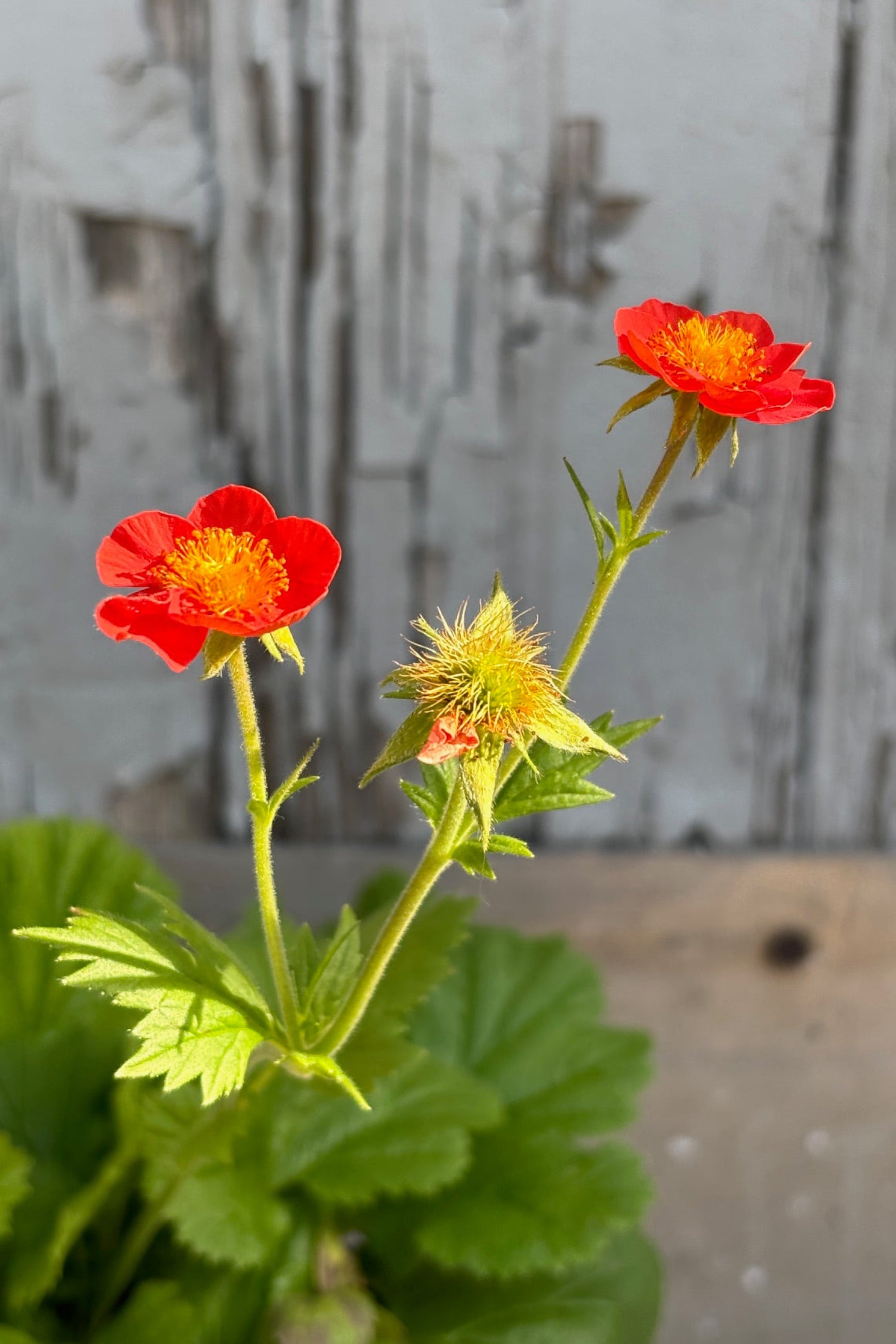 Small orange flowers float on top of long vertical stems above a nest of scalloped green leaves on Geum 'Cooky' ©Sprout Home