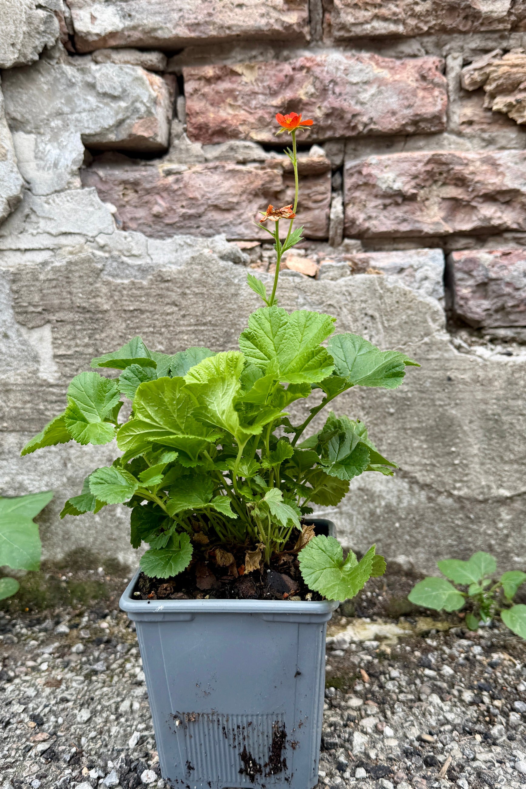 Potted Geum 'Koi' 1qt plant with green leaves and a small red flower the middle of June against a stone wall. ©Sprout Home