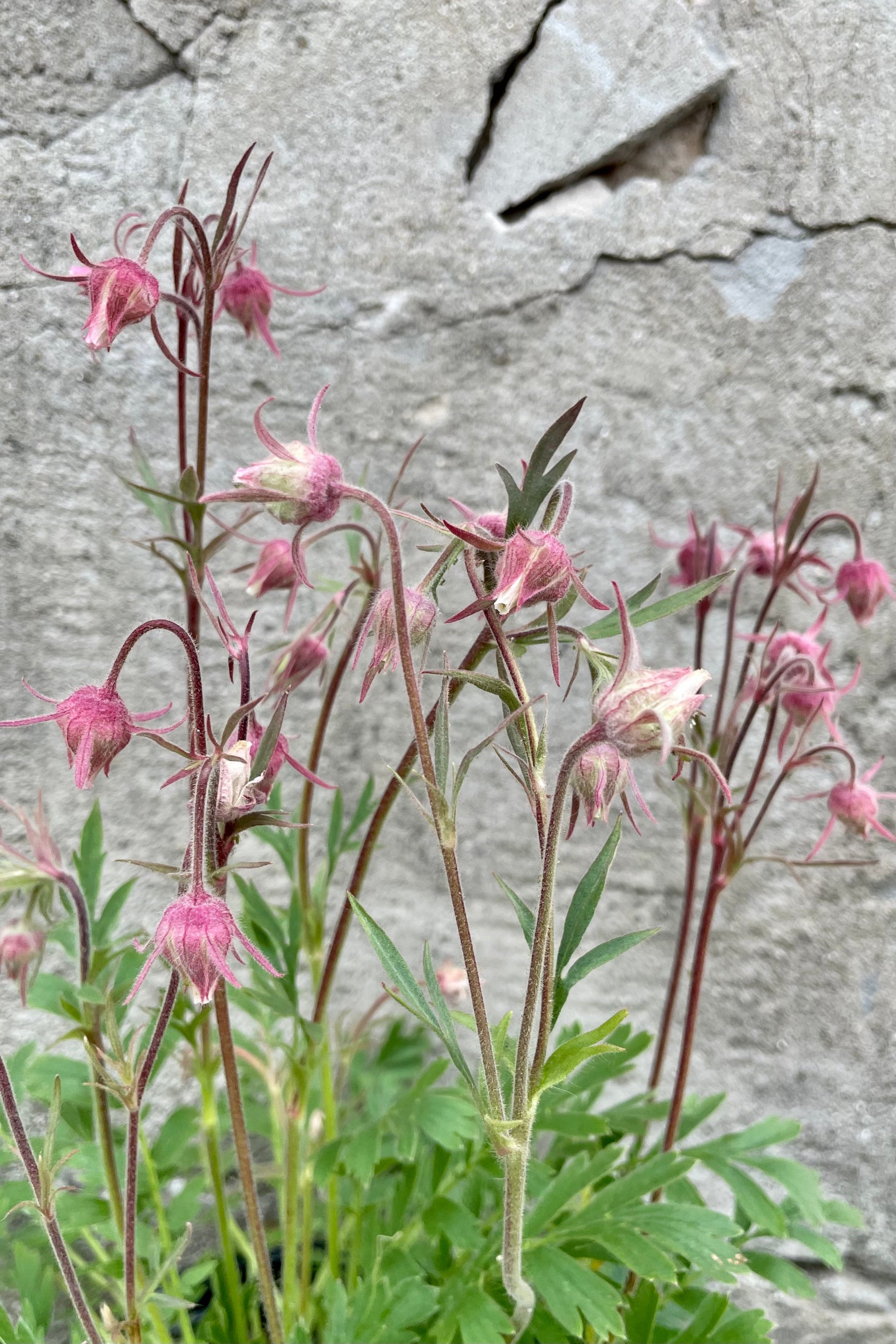 The nodding pick and white flowers of the Geum triflorum in full bloom the beginning of May in front of a concrete wall. ©Sprout Home