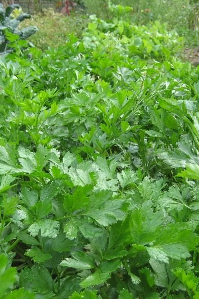 Green leafy parsley plants growing in a garden ©Hudson Valley Seed Co.