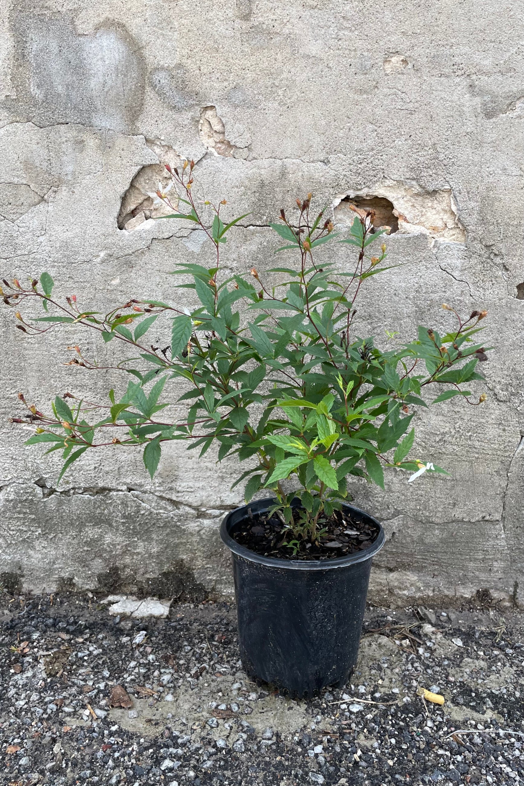 Gillenia trifoliata in a #1 growers pot in July against a concrete wall. ©Sprout Home