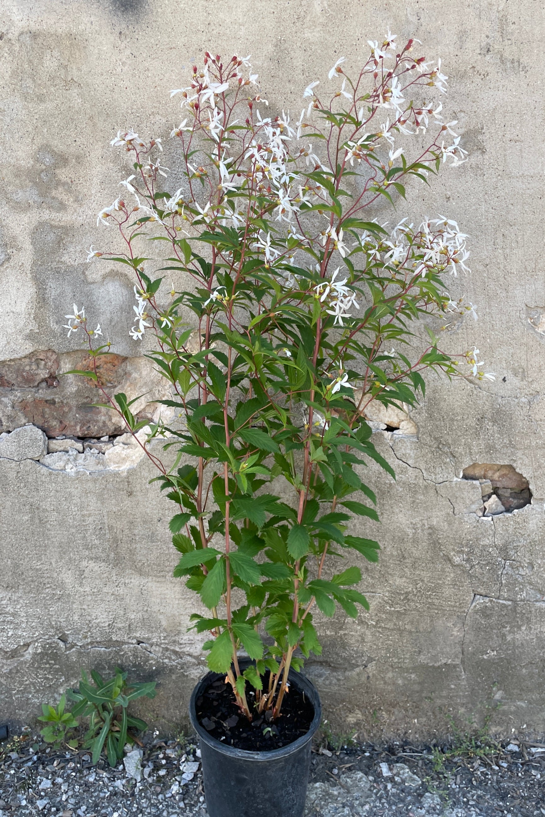 Gillenia trifoliata in a #1 growers pot fully in bloom the end of May ©Sprout Home