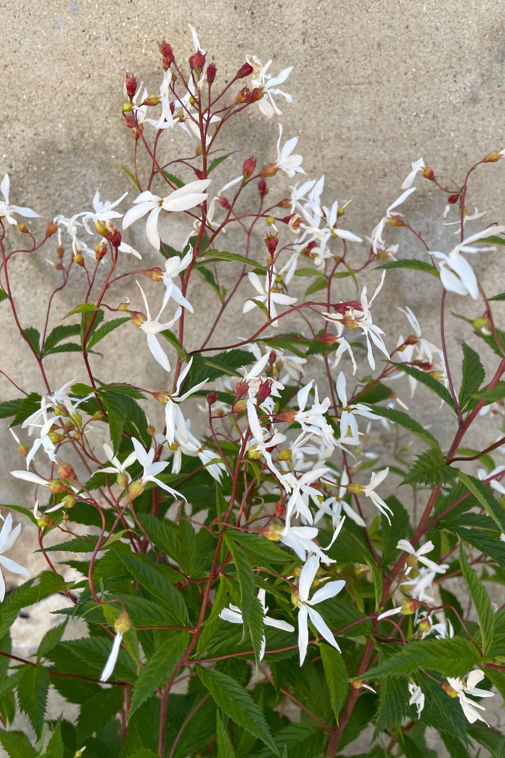 Gillenia trifoliata detail image of its white flowers and red stalks fully in bloom the end of May at Sprout Home. ©Sprout Home