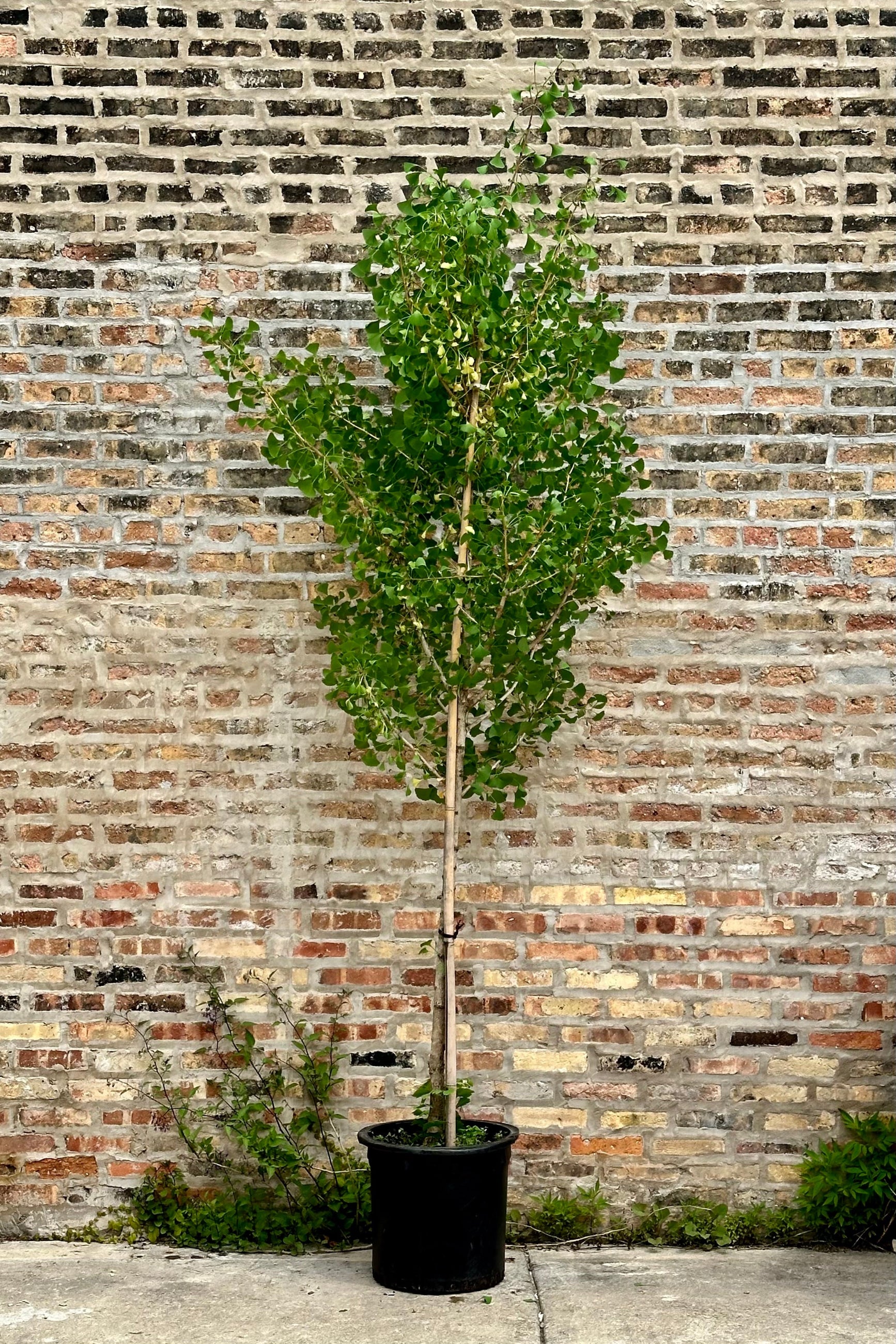 Gingko 'Autumn Gold' the beginning of June with green leaves in a #10 growers pot against a brick wall ©Sprout Home