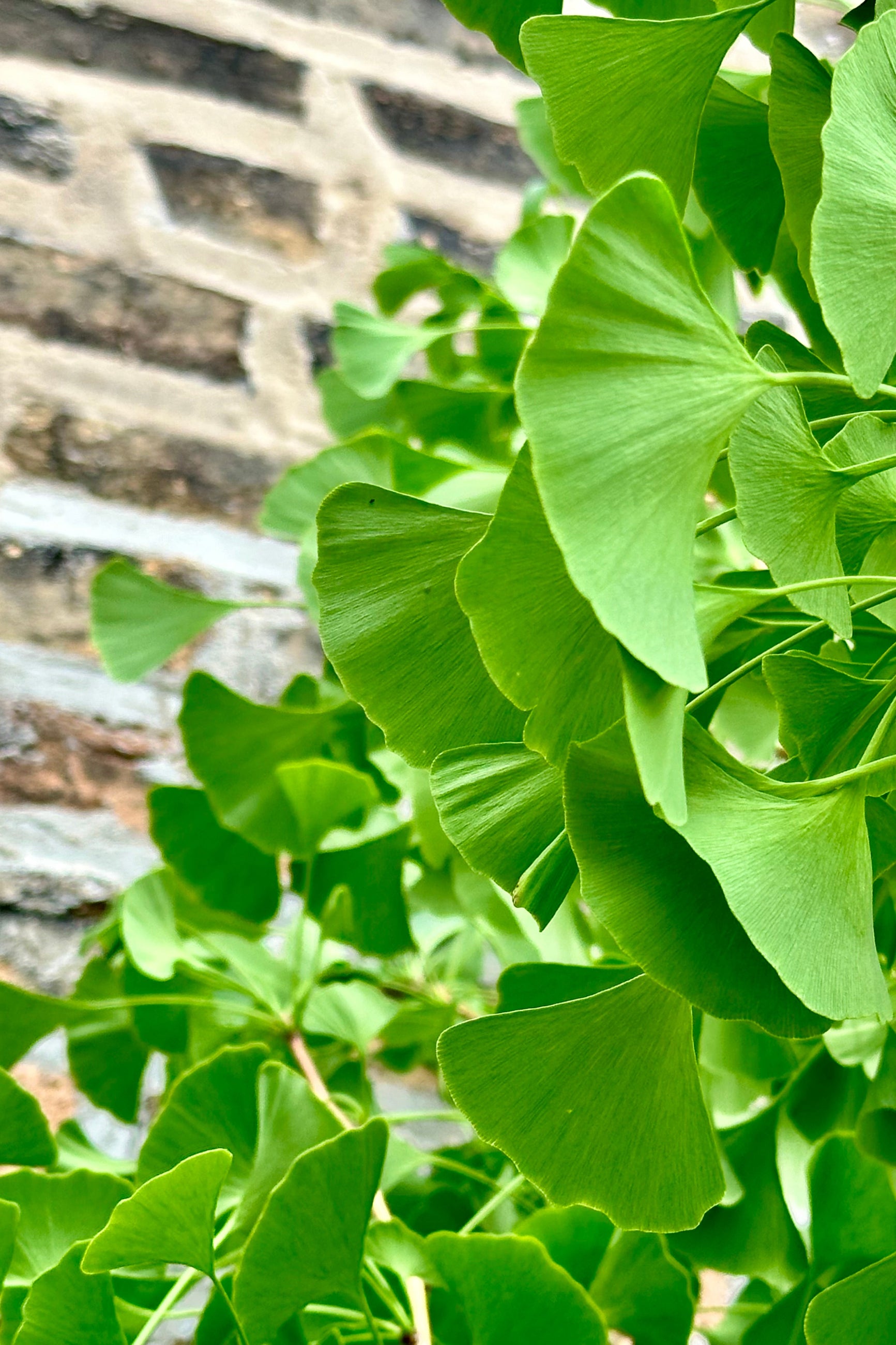 Gingko 'Autumn Gold' with green leaves the beginning of June at Sprout Home. ©Sprout Home