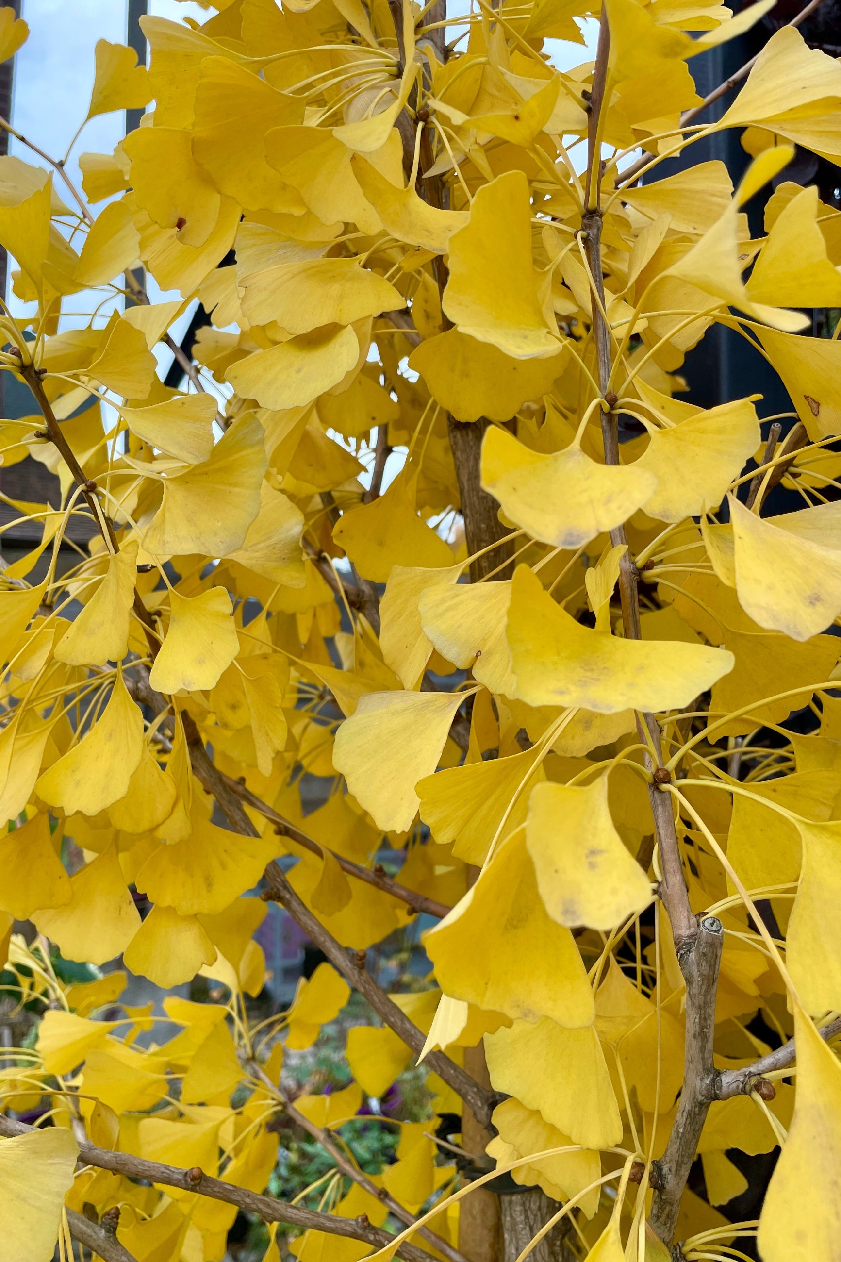 Detail of the golden yellow leaves the end of October at Sprout Home. ©Sprout Home