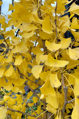 Detail of the golden yellow leaves the end of October at Sprout Home. 