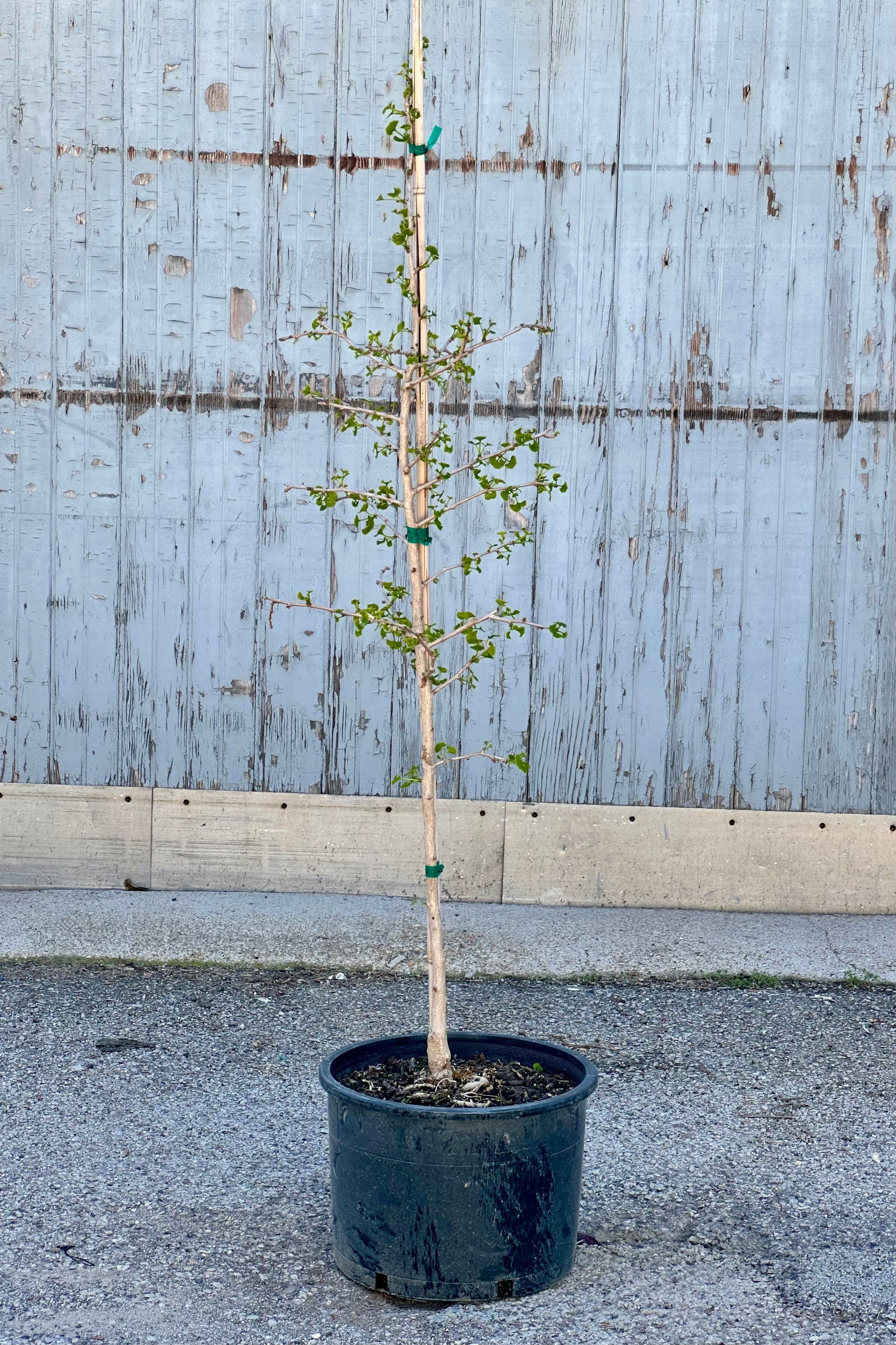 Ginkgo 'Jade Butterflies' just leafing out for the season the end of April in a #6 growers pot against a wood wall.  ©Sprout Home