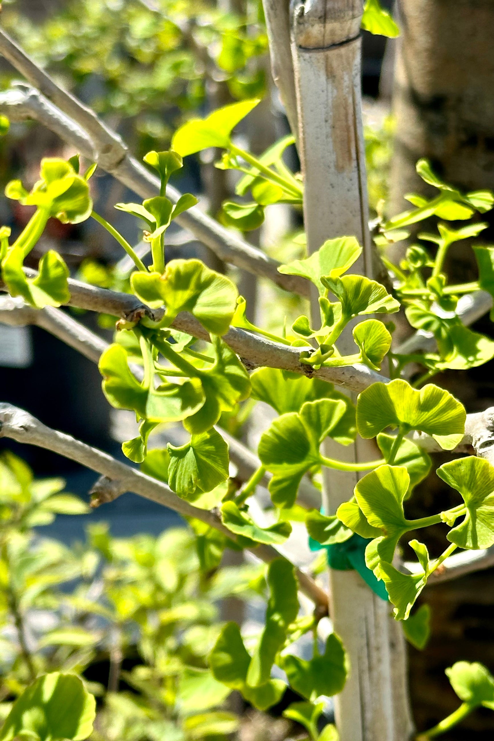 Ginkgo 'Jade Butterflies' tree leaves of the light green ginkgo leaves glowing in the sun the end of April.  ©Sprout Home