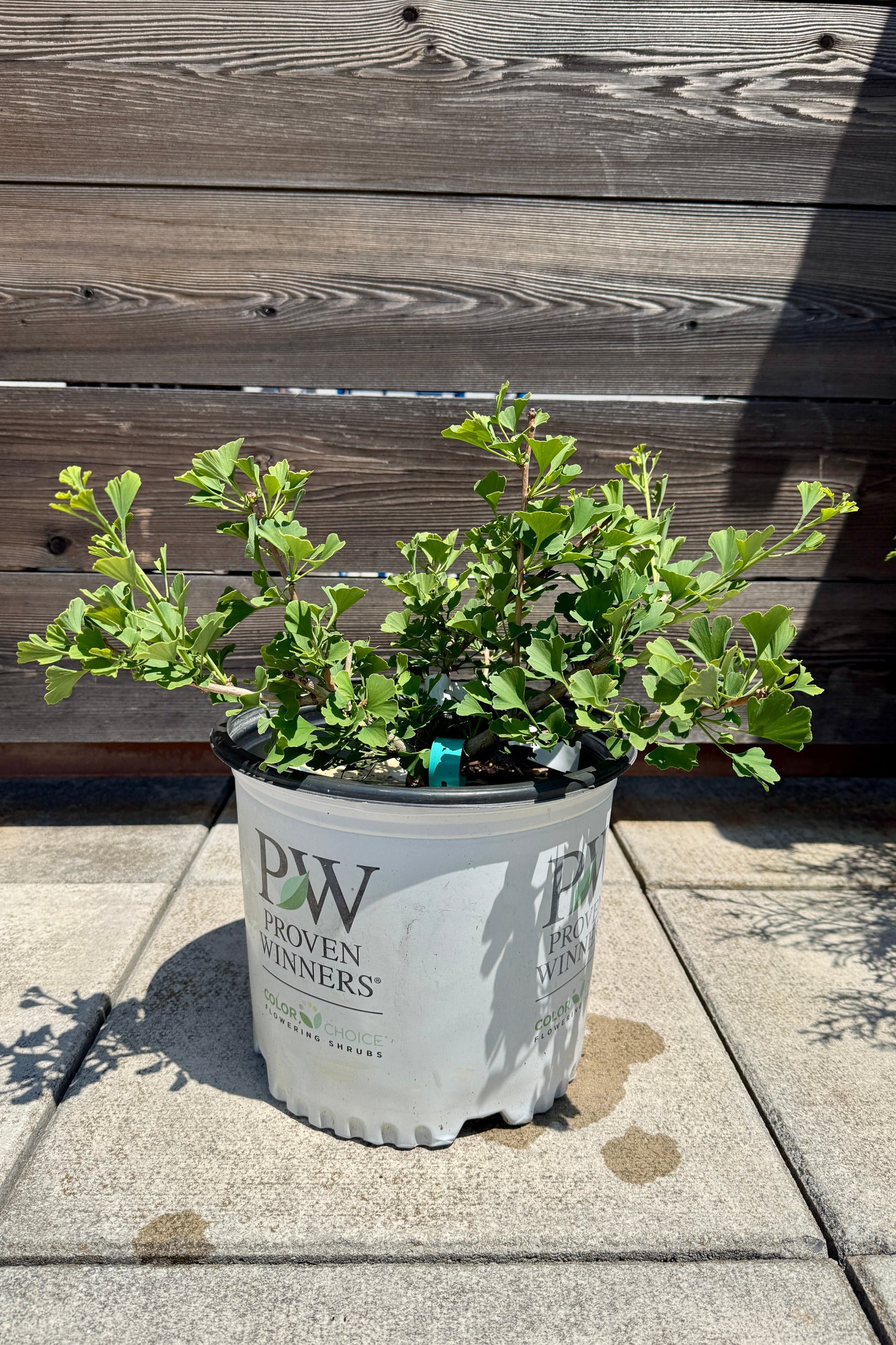 Potted Ginkgo b. 'Skinny Fit' in a #3 growers pot with 'Proven Winners' label on a concrete surface against a wooden wall the beginning of June ©Sprout Home