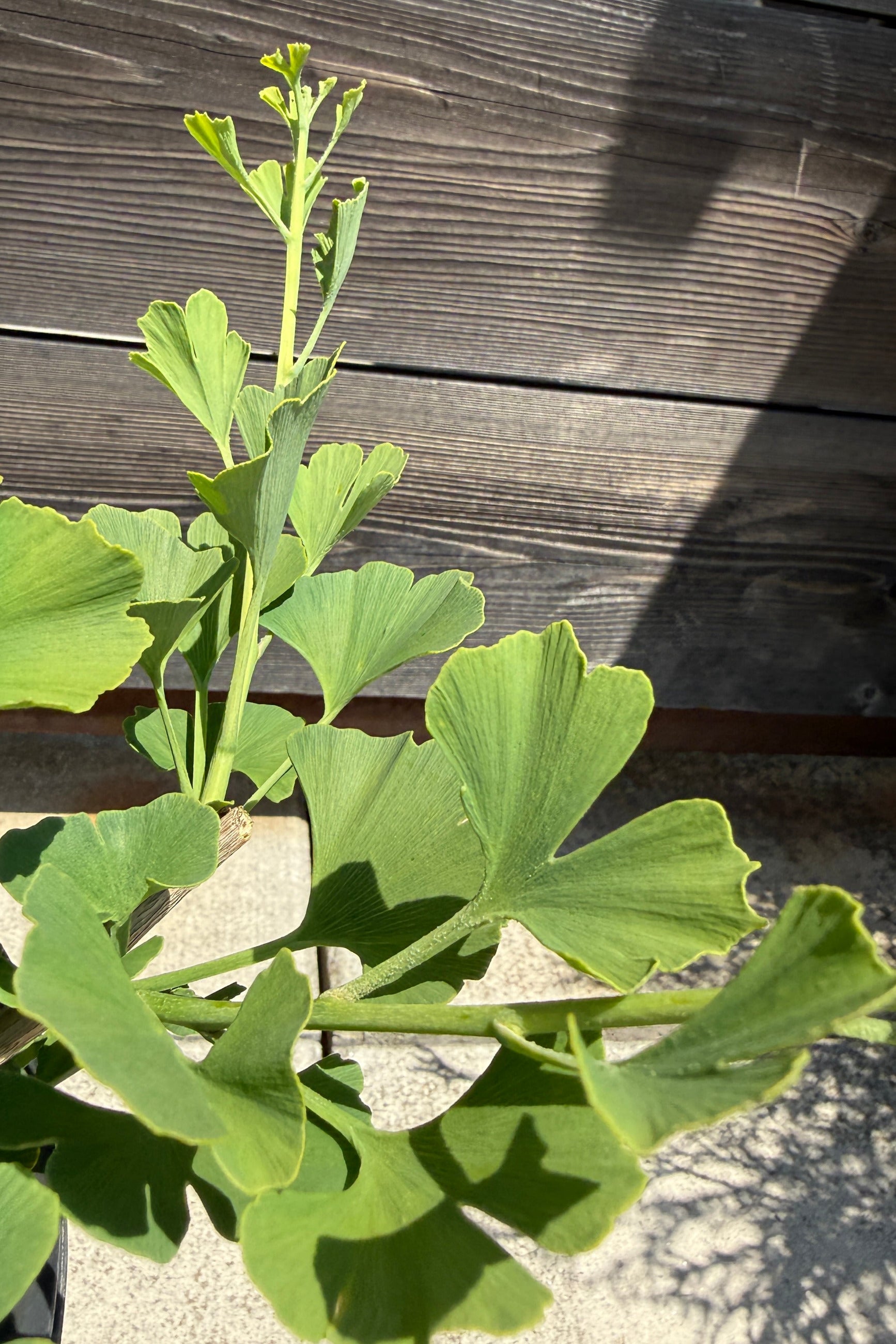 Green Ginkgo b. 'Skinny Fit' leaves the beginning of June against a wooden background ©Sprout Home