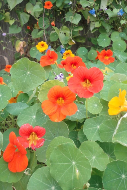 Glorious Gleam Nasturtium Flowers in bloom by Hudson Valley Seed Co. ©Hudson Valley Seed Co.
