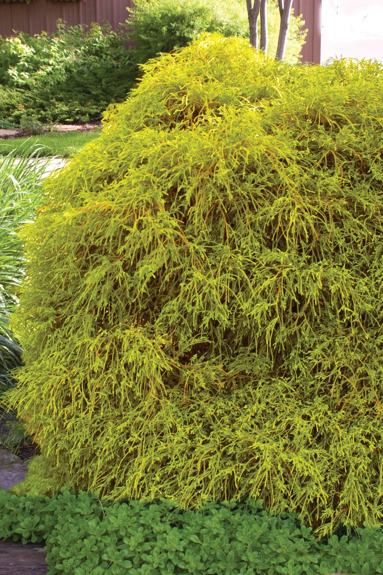 Chamaecyparis 'Golden Mop' mature and planted in the landscape ©Bailey Nurseries