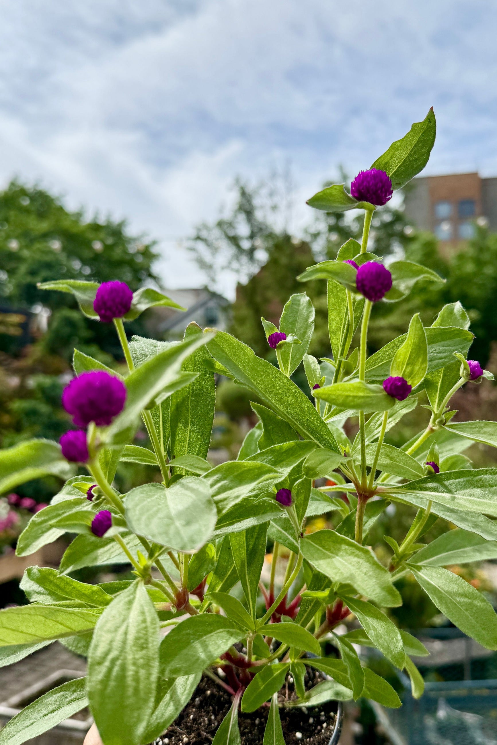 A Gomphrena plant with Purple flowers with green leaves the end of May against a blurred outdoor background ©Sprout Home