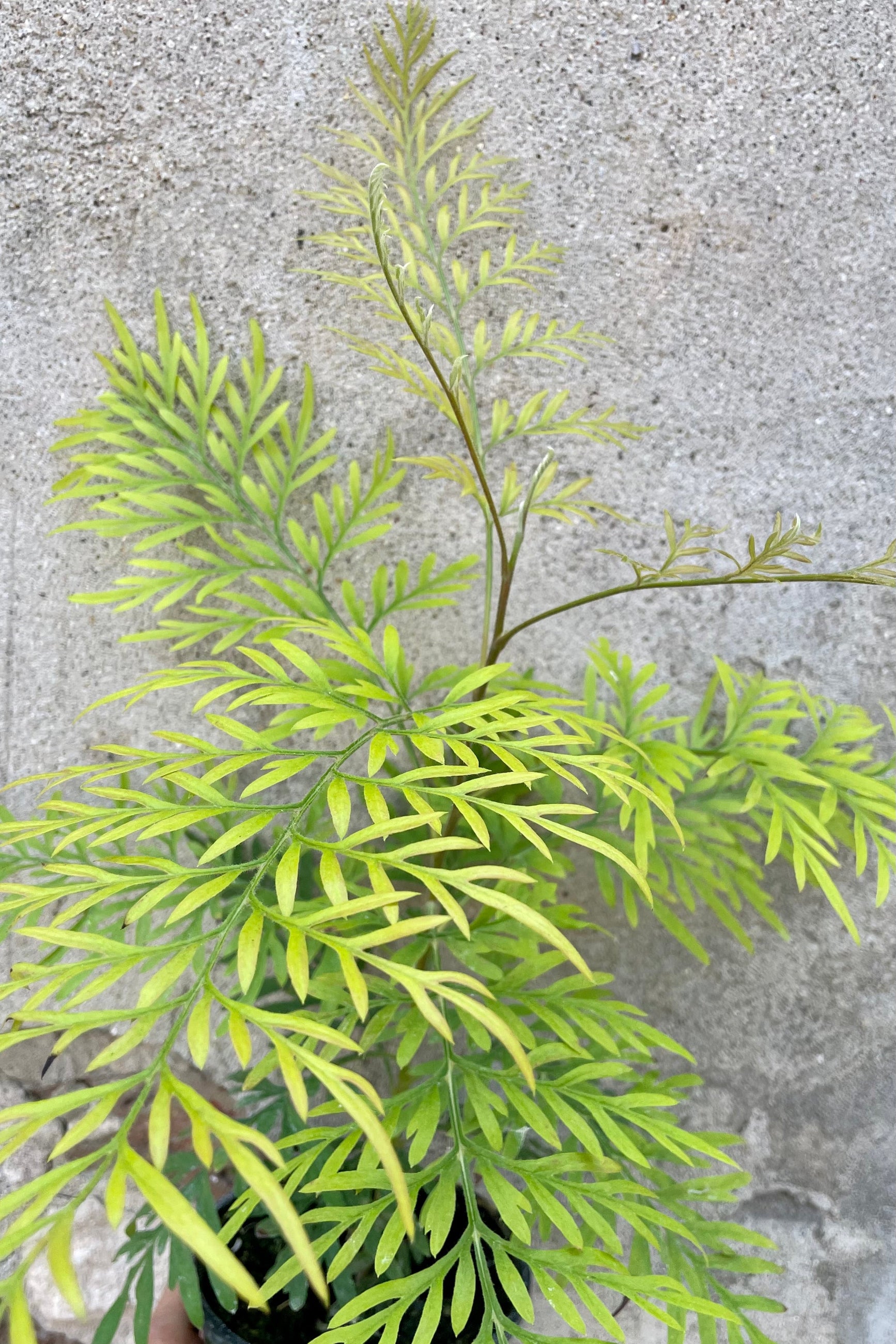 A detailed view of Grevillea robusta "Silk Oak" 4" against concrete backdrop ©Sprout Home