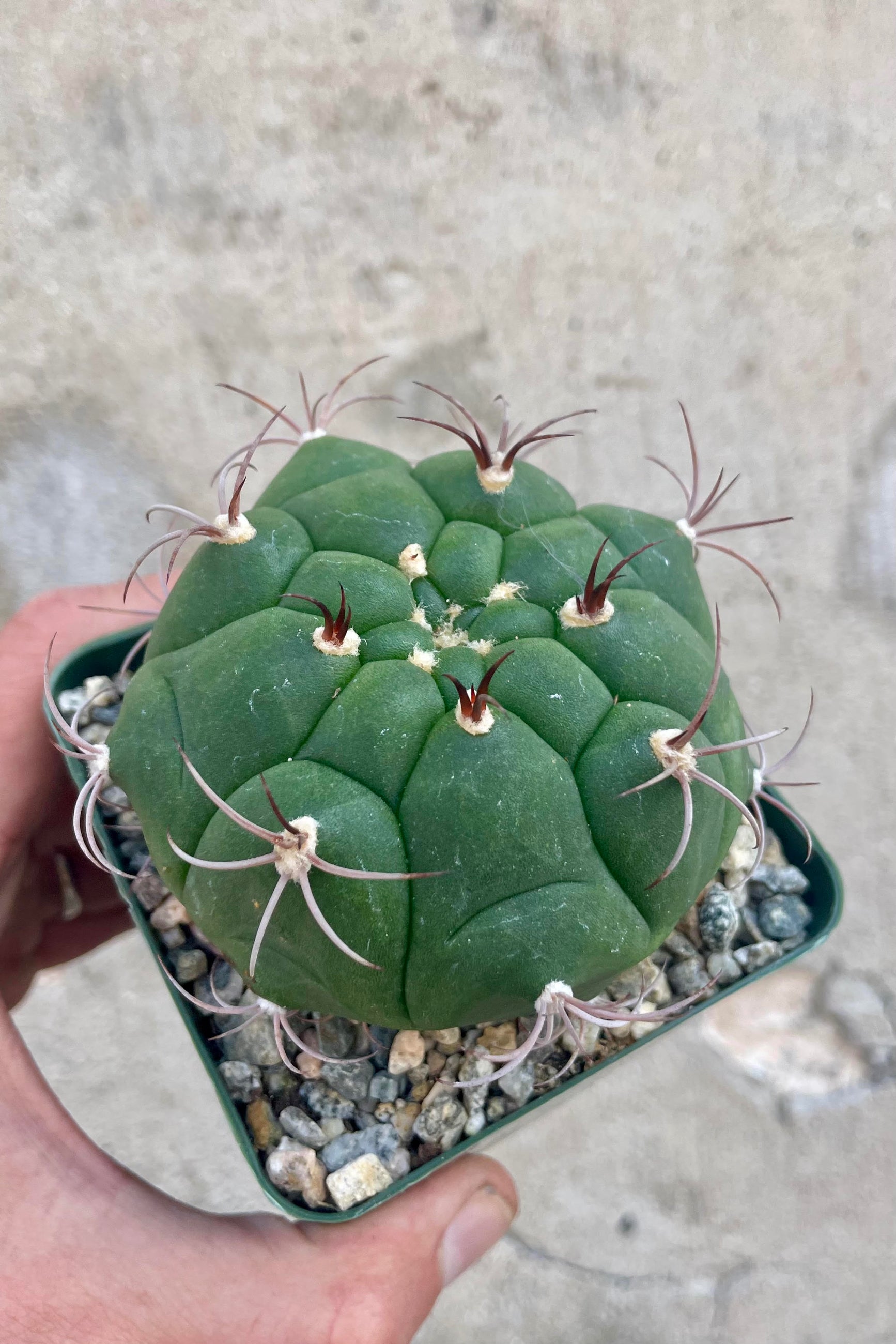 Close photo of a hand holding a Gymnocalycium cactus. The cactus is round with sparse spikes . The catcus is shown in a square green pot against a cement wall. ©Sprout Home