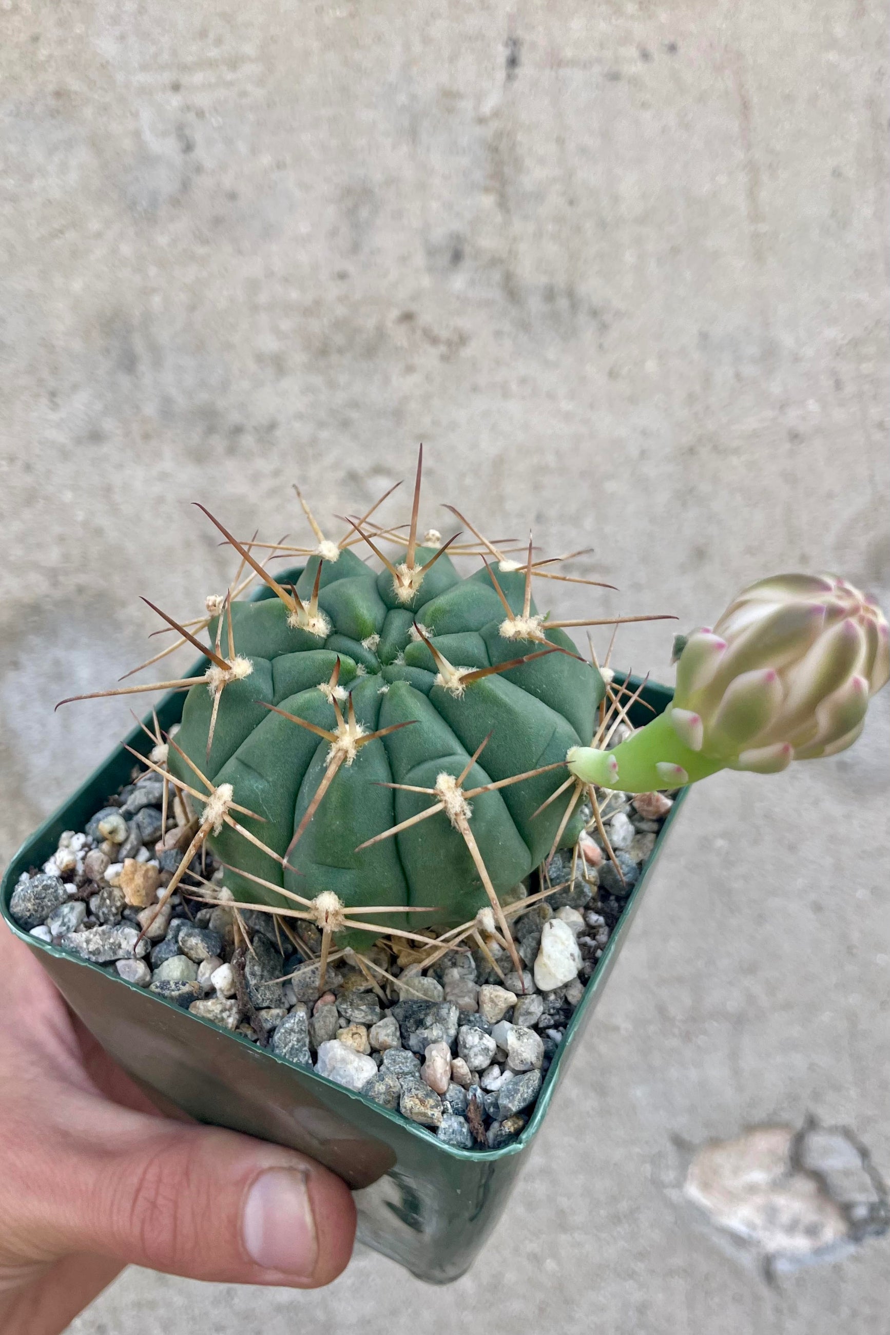 Close photo of a hand holding a Gymnocalycium cactus. The cactus is round with long spikes and a closed flower bloom. The cactus is shown in a square green pot against a cement wall. ©Sprout Home