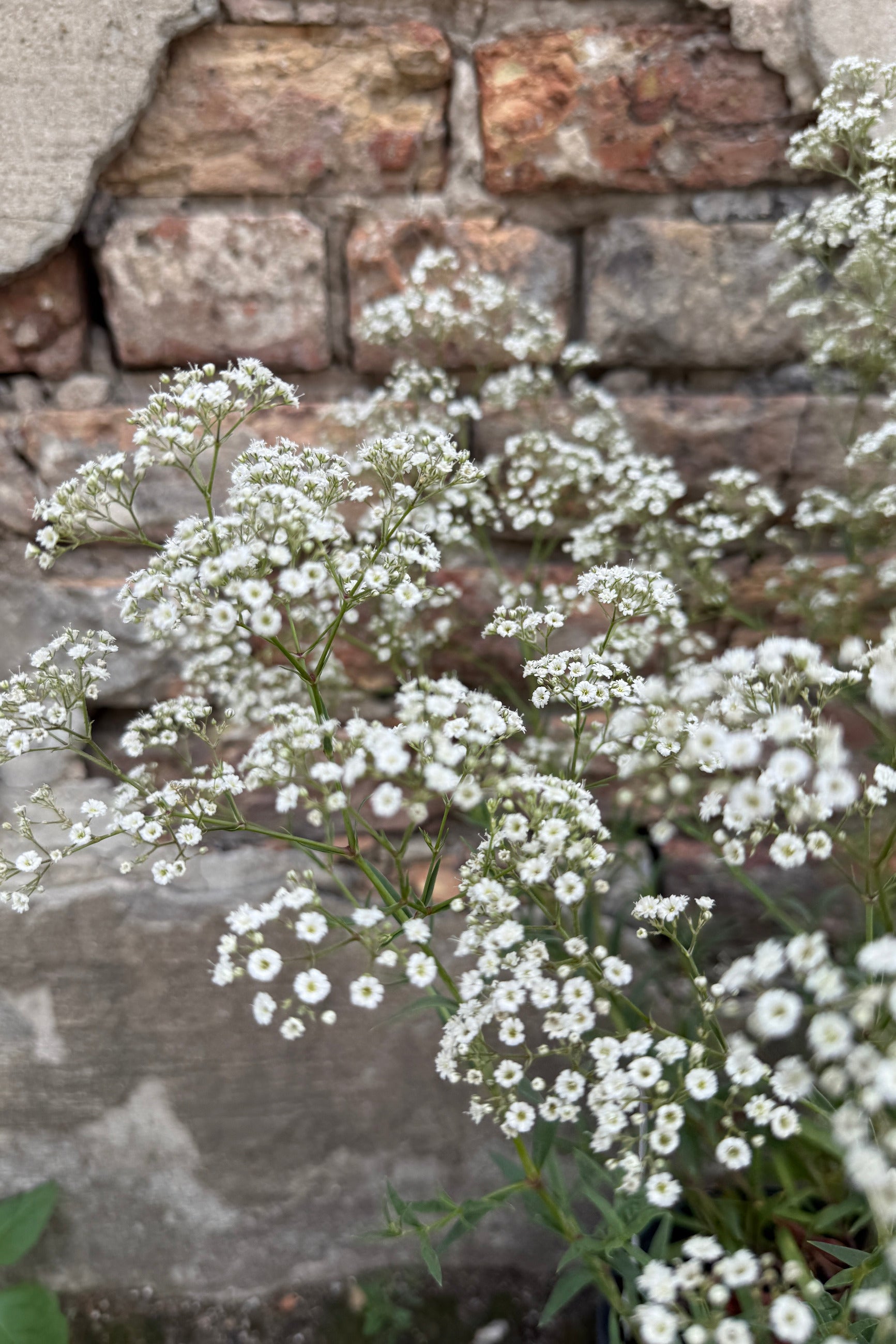 Gypsophila 'Summer Sparkles' White flowers the middle of June in front of a stone wall ©Sprout Home