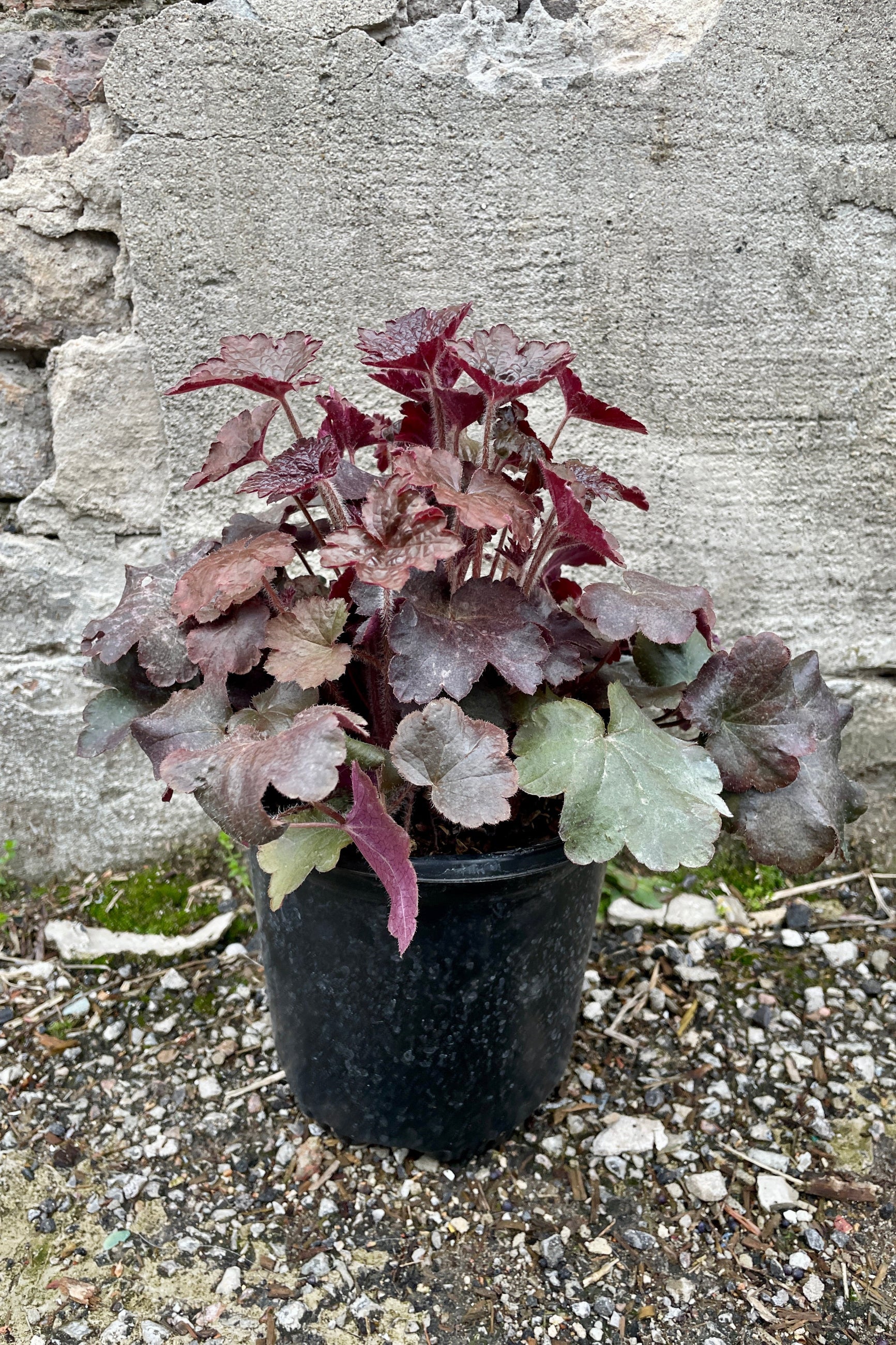 Heuchera 'Palace Purple' in a #1 growers pot the middle of April against a gray wall. ©Sprout Home