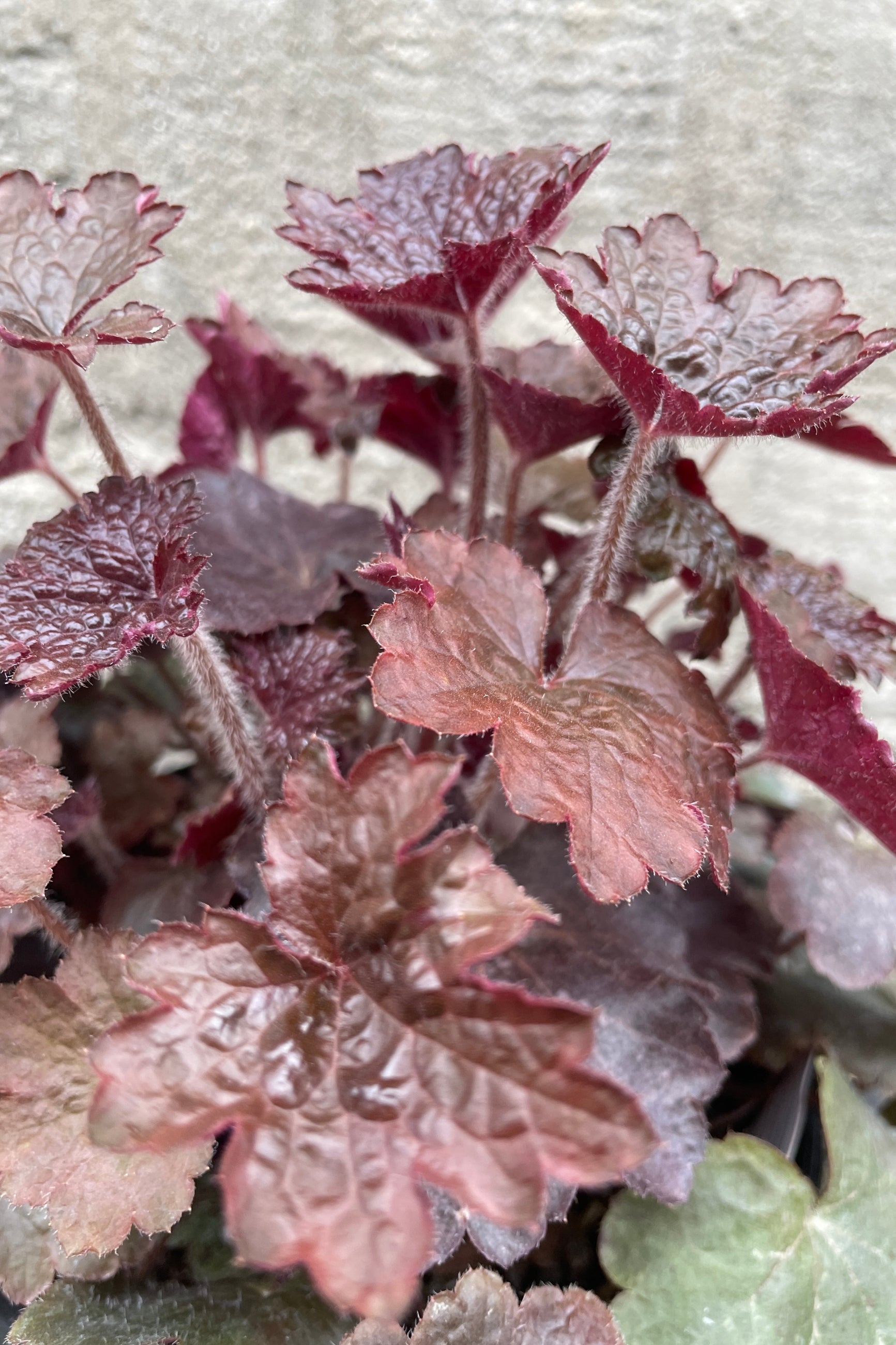 detail image of the burgundy leaves of the Heuchera 'Palace Purple' the middle of April. ©Sprout Home