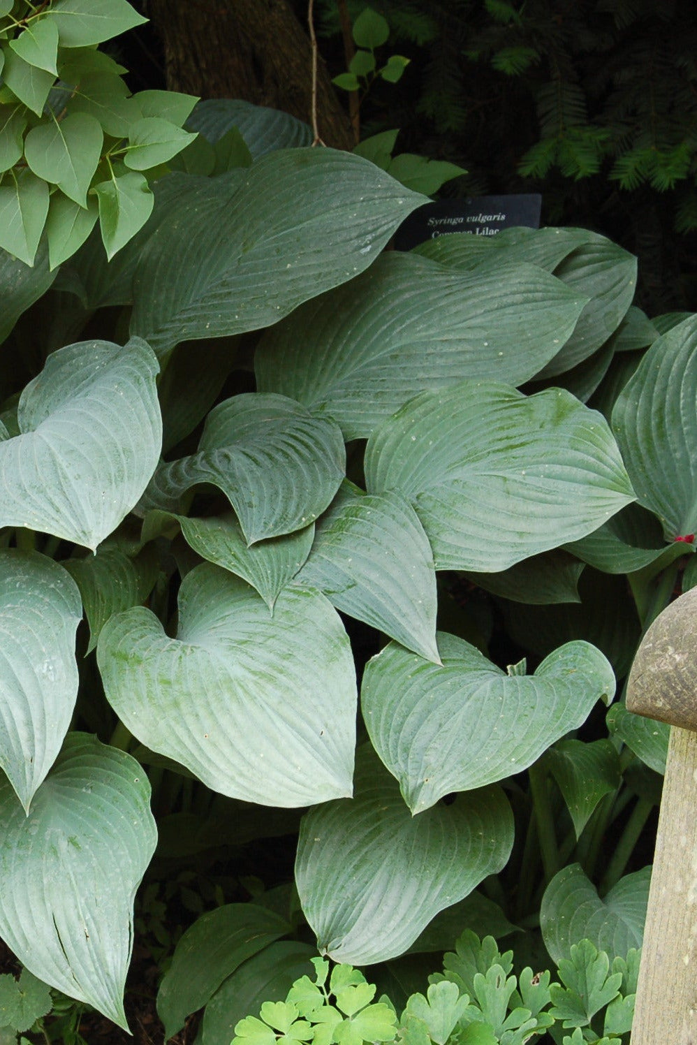 Large green leaves of a Hosta 'Krossa Regal' plant in a garden setting ©Hoffie Nursery