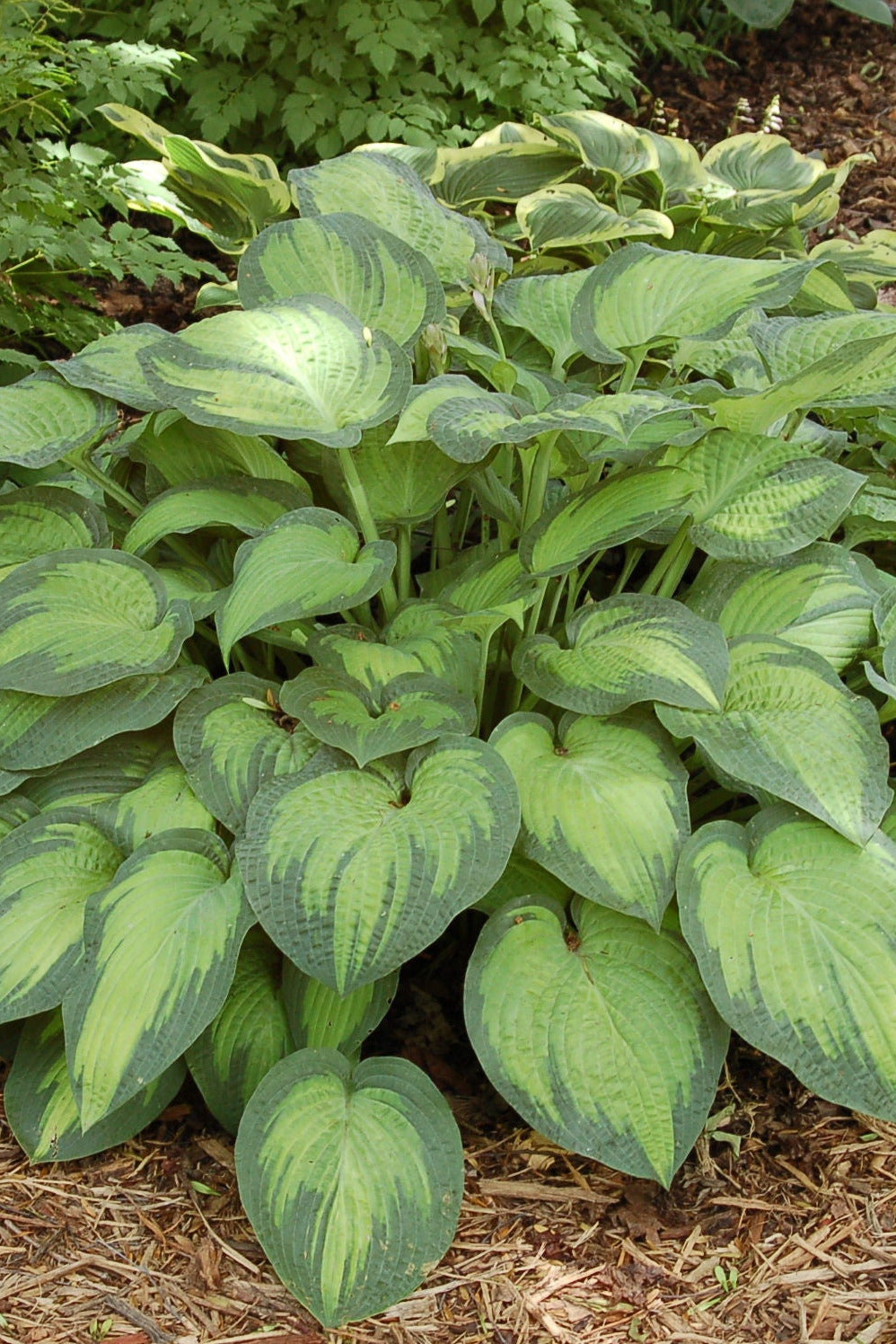 Green leafy Hosta 'Paul's Glory' in a garden setting with mulched soil and trees in the background ©Hoffie Nursery
