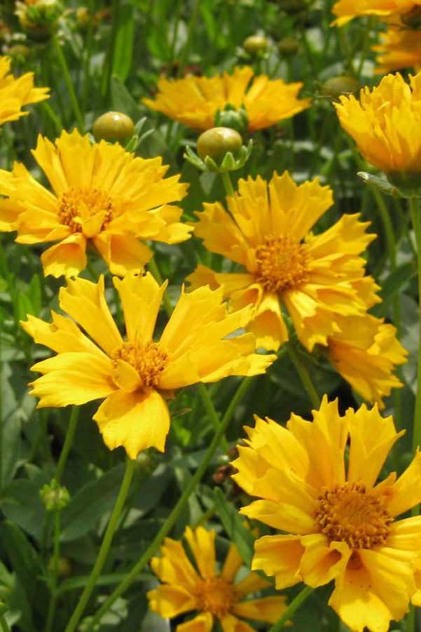 Coreopsis 'Jethro Tull' in full bloom in mass in the landscape .©Hoffie Nursery