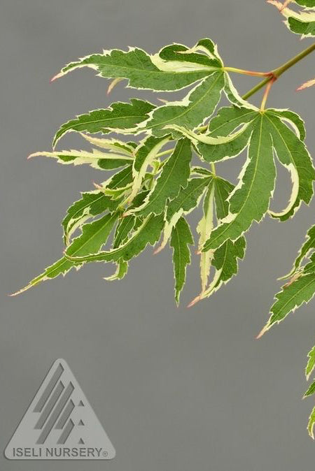 Variegated green leaves of Acer palmatum 'Butterfly' on a gray background with Iseli Nursery logo. ©Iseli Nursery